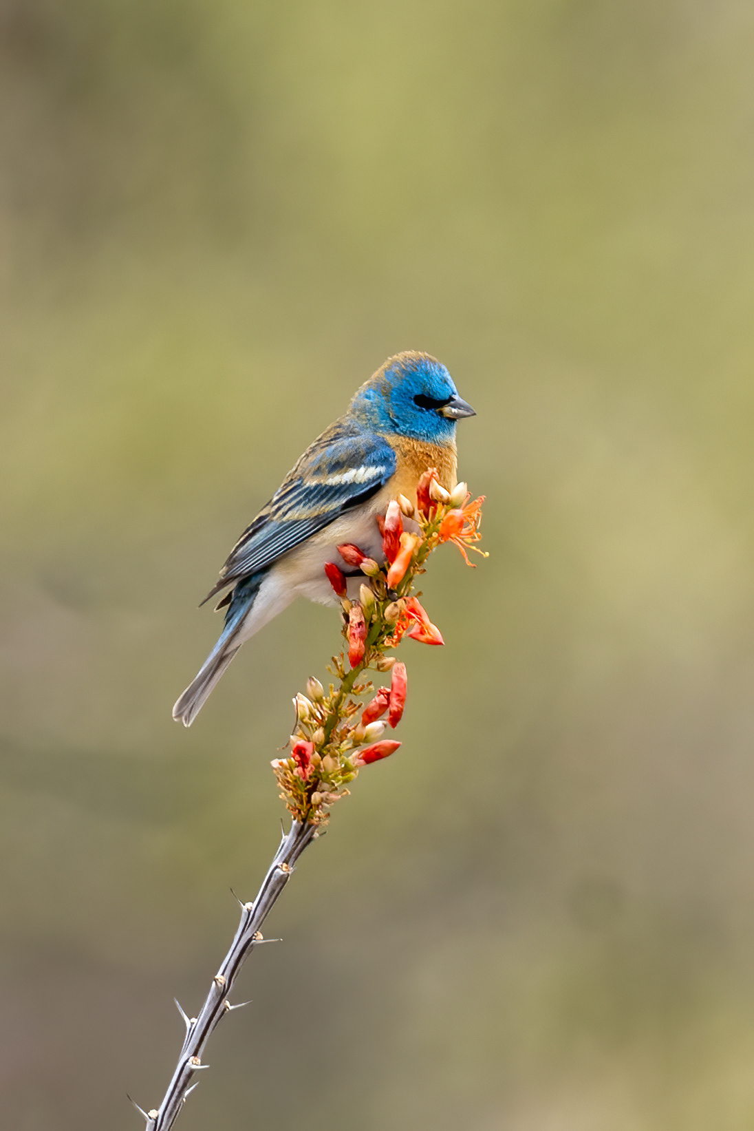 Lazuli Bunting on flowering Ocotillo