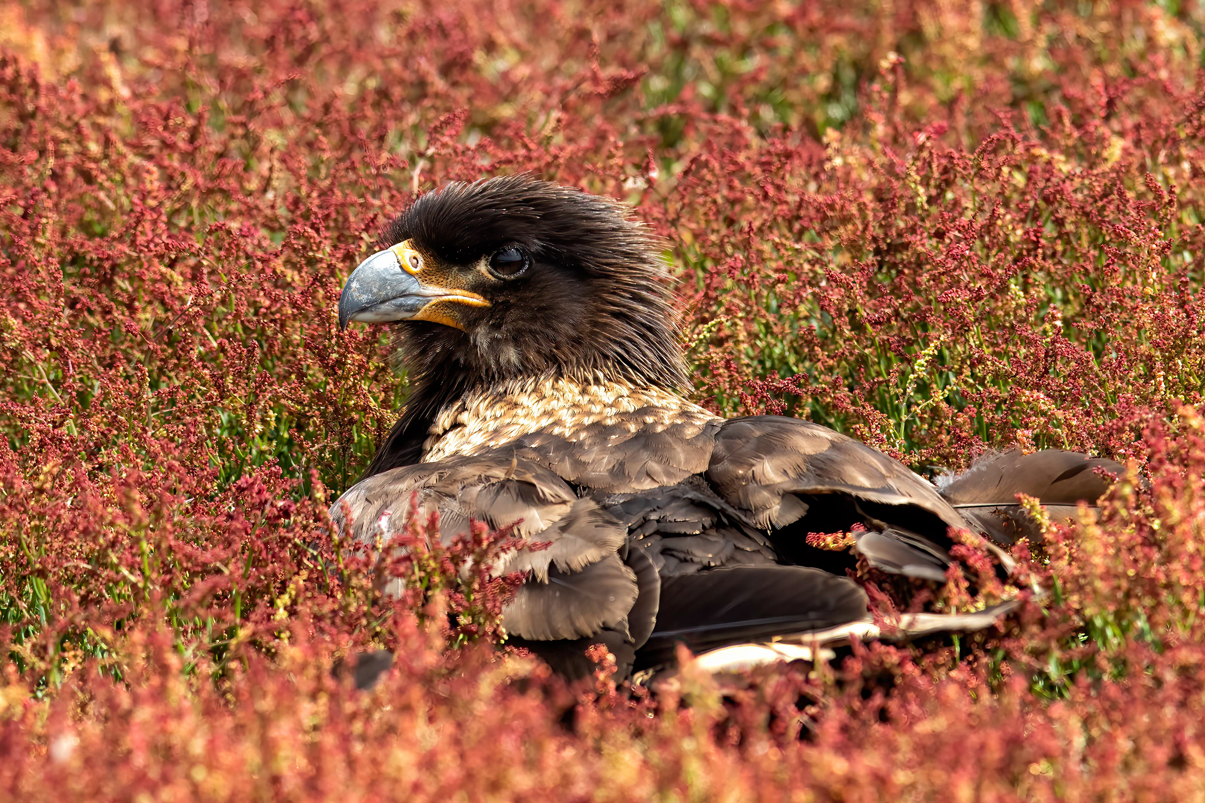 Striated Caracara - Falklands - RM