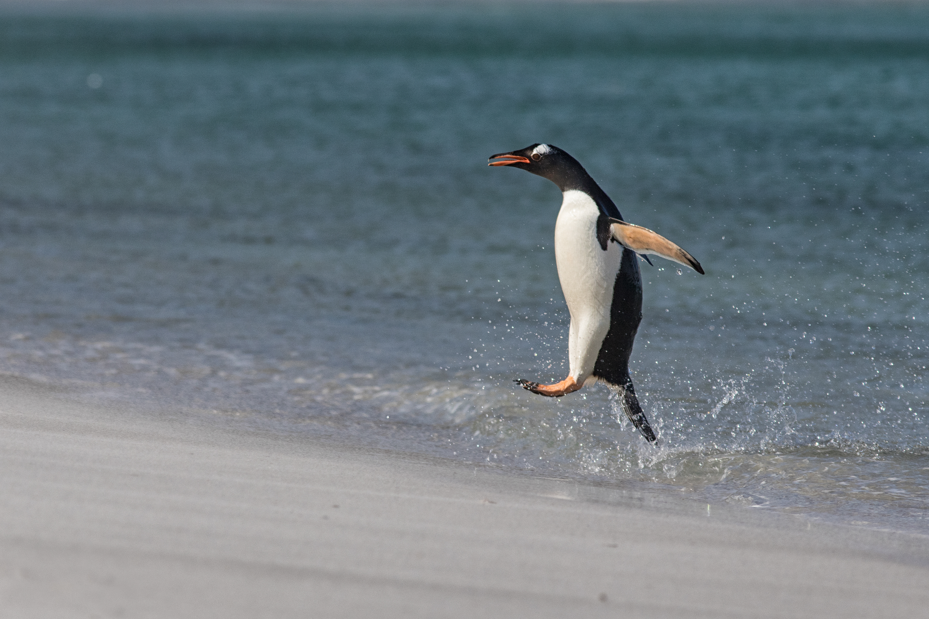 Gentoo Penguin returning to shore in style - Falklands - RM