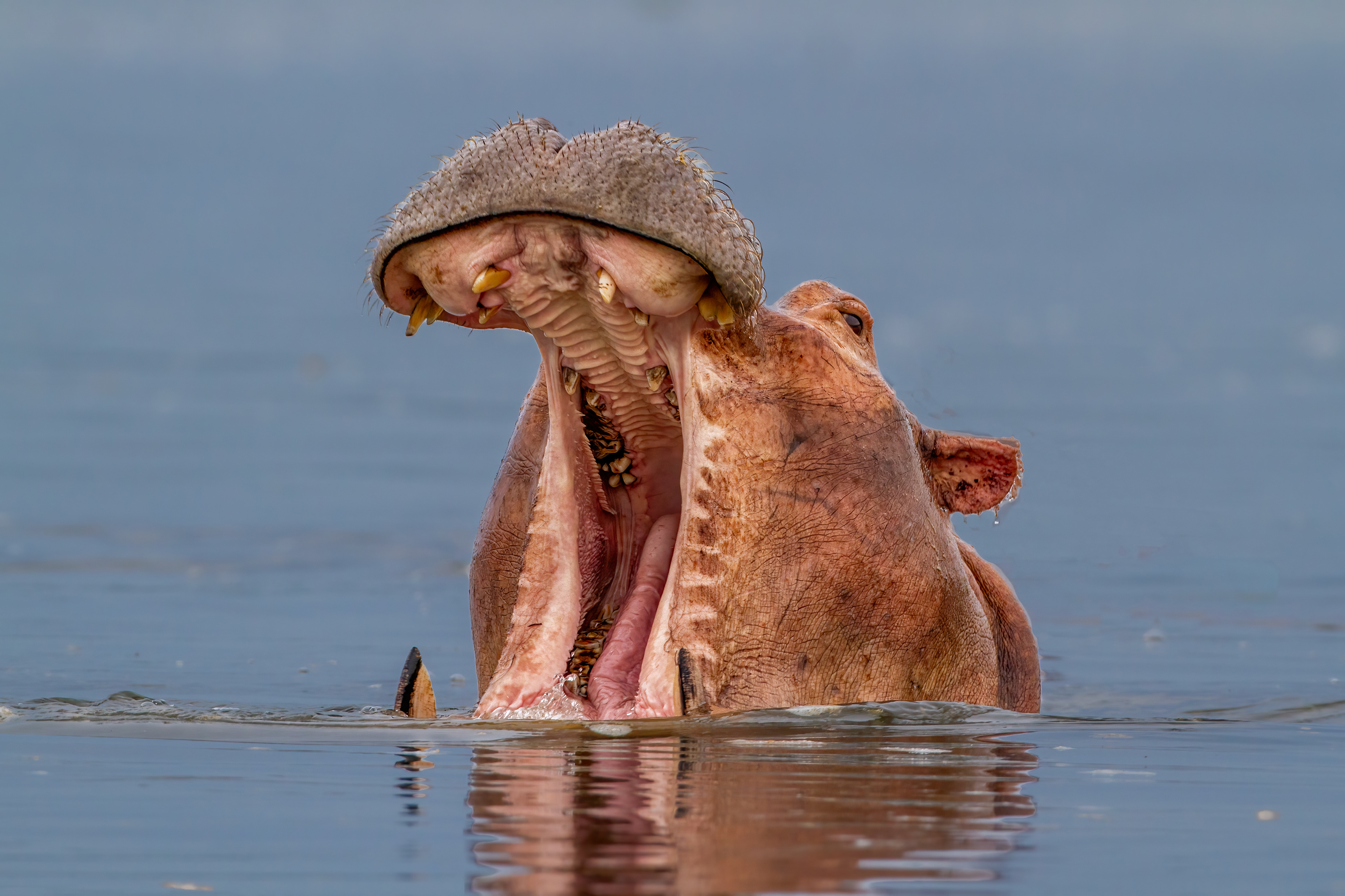Yawning Hippo in the Nile River - Uganda