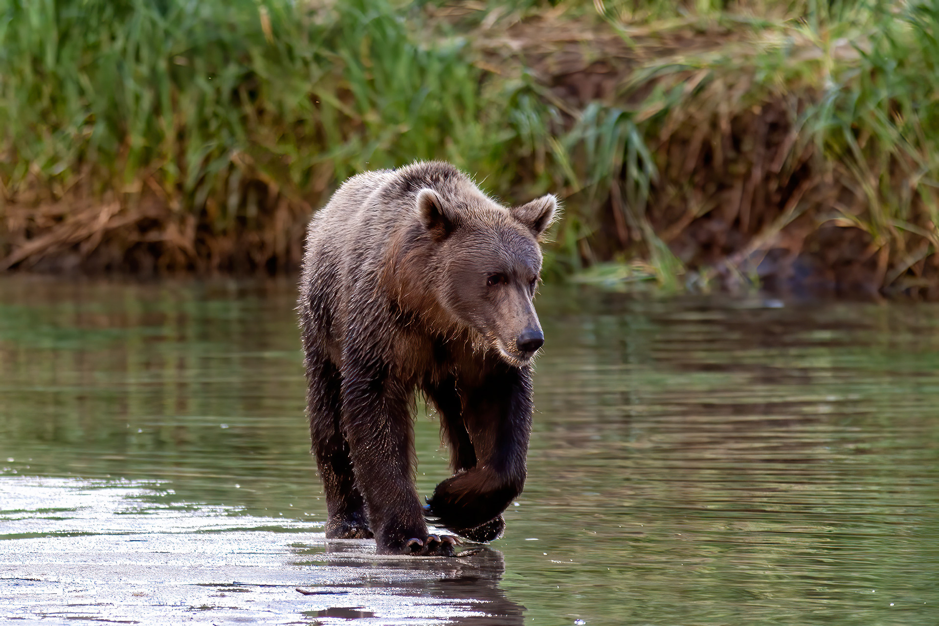 Male Grizzly Bear following salmon upstream - Katmai Alaska - RM