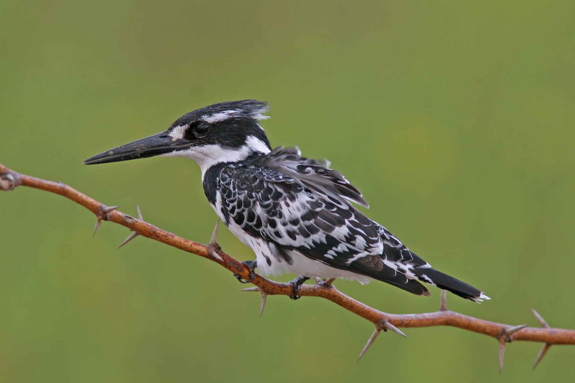 Pied Kingfisher - Lake Baringo