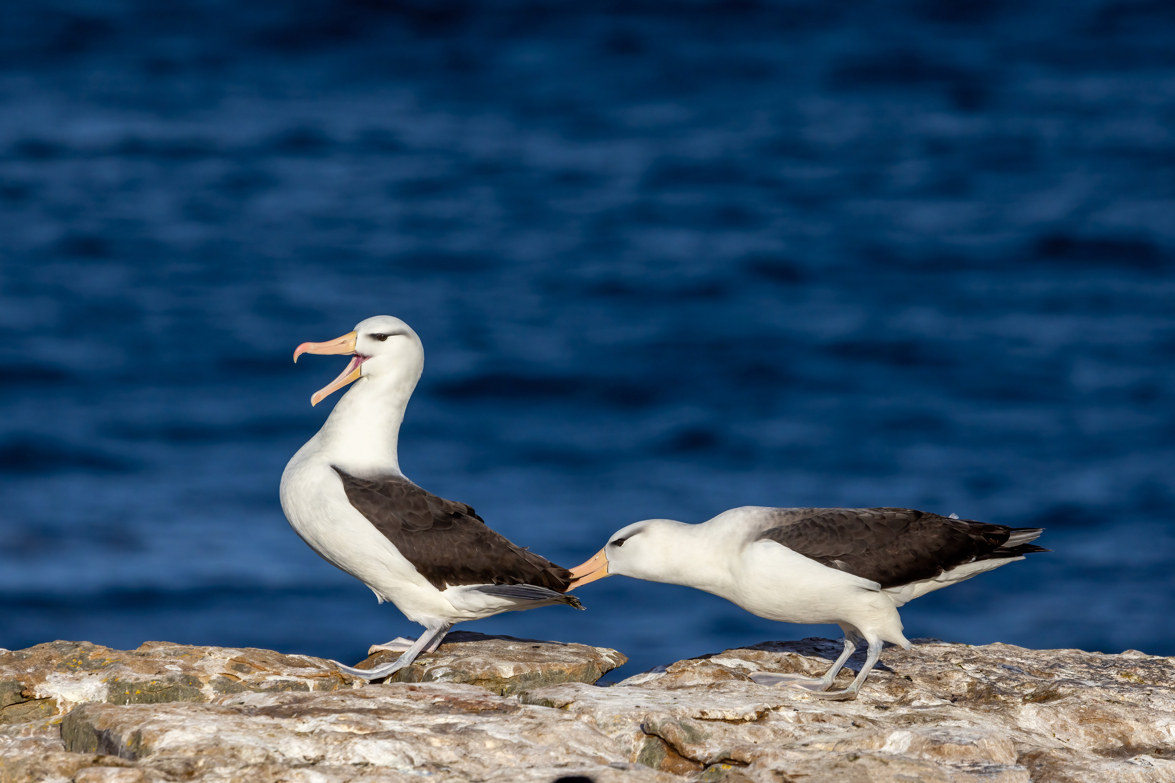 Black-browed Albatross courting - Falklands