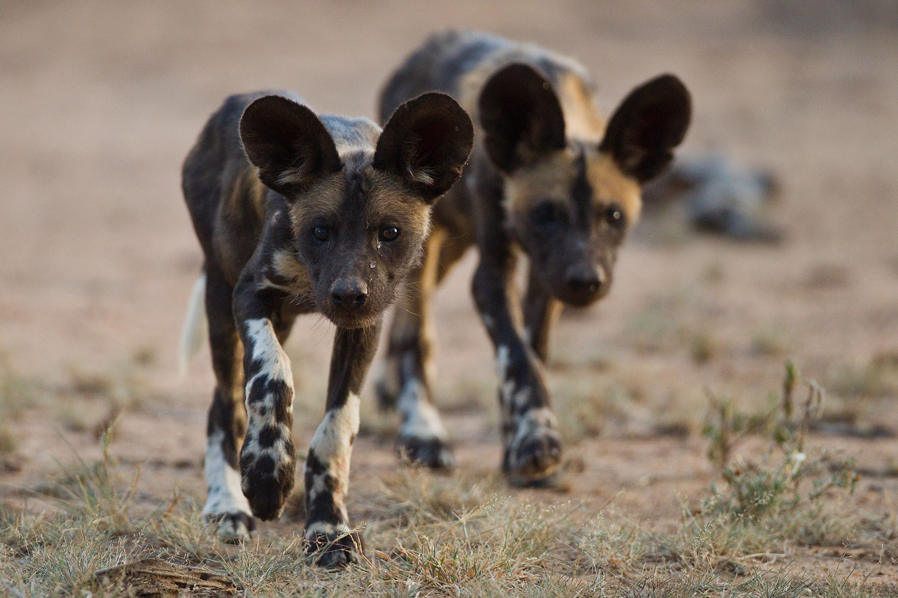 African Wild Dog pups - Kenya