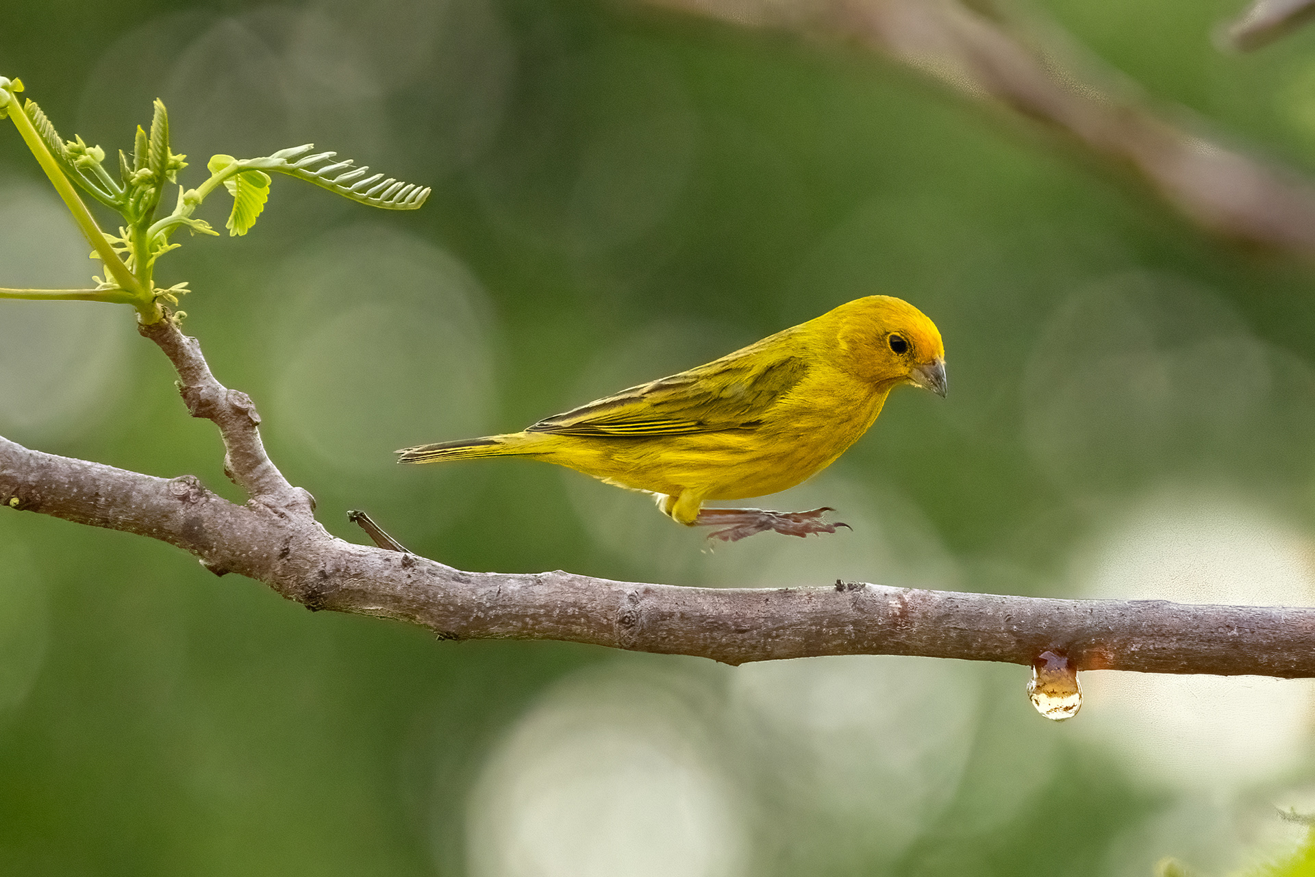 Saffron Finch