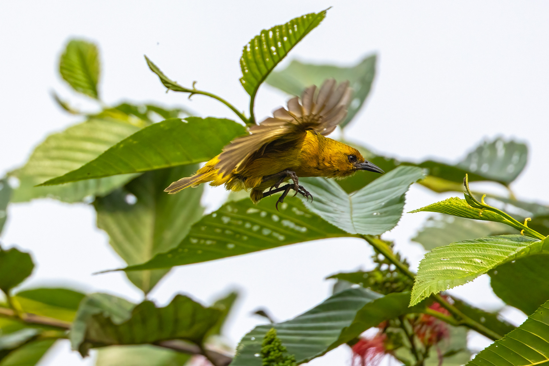 female Black-headed Weaver - Chahafi, Uganda - RM