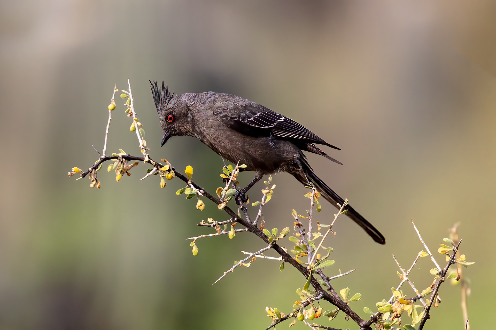 Female Phainopepla