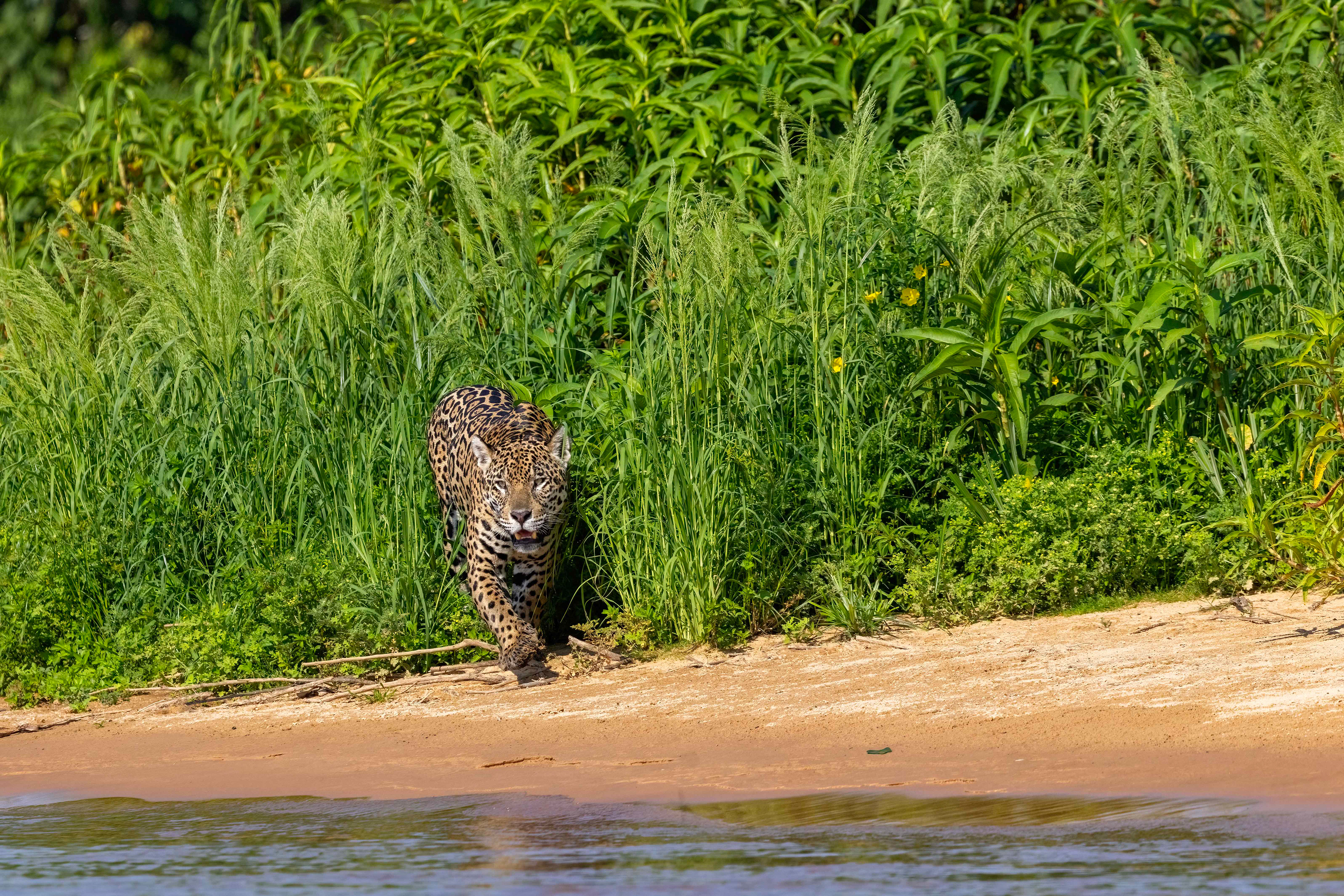 Male Jaguar