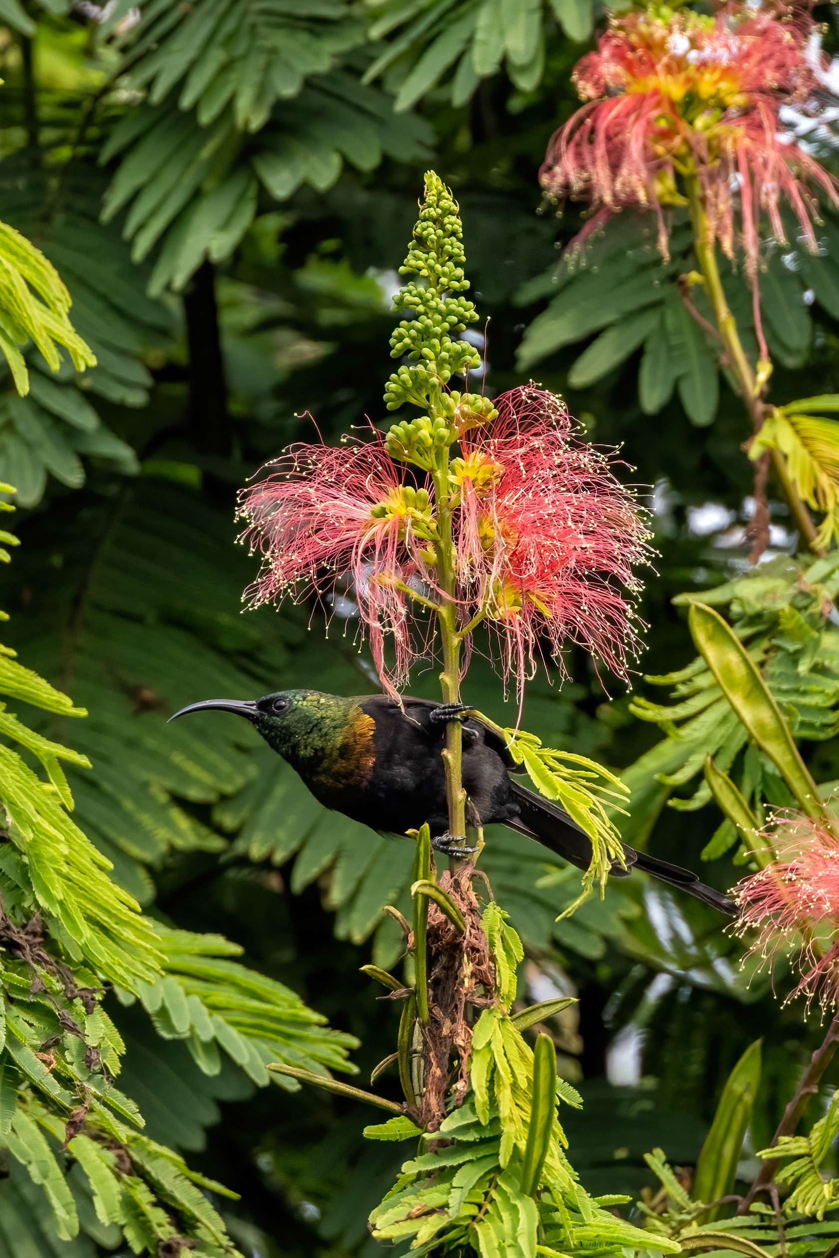 Bronze Sunbird - Chahafi, Uganda - RM