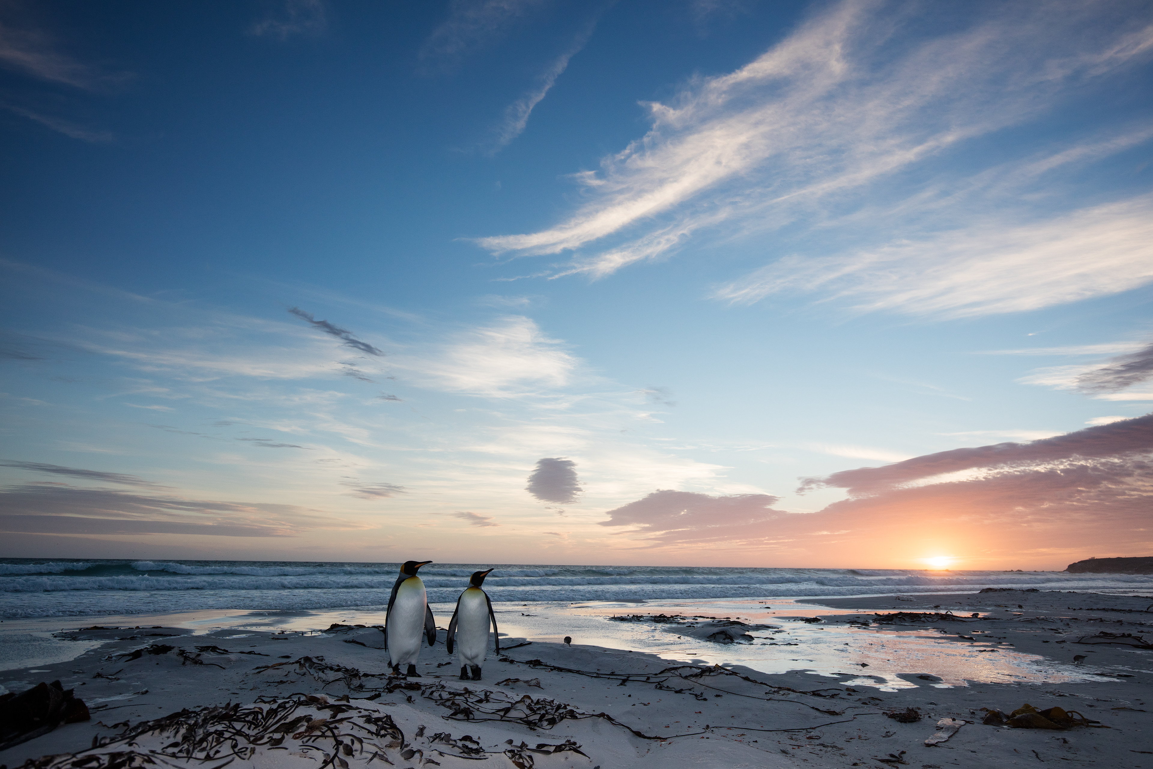 King Penguins at sunrise - Falklands
