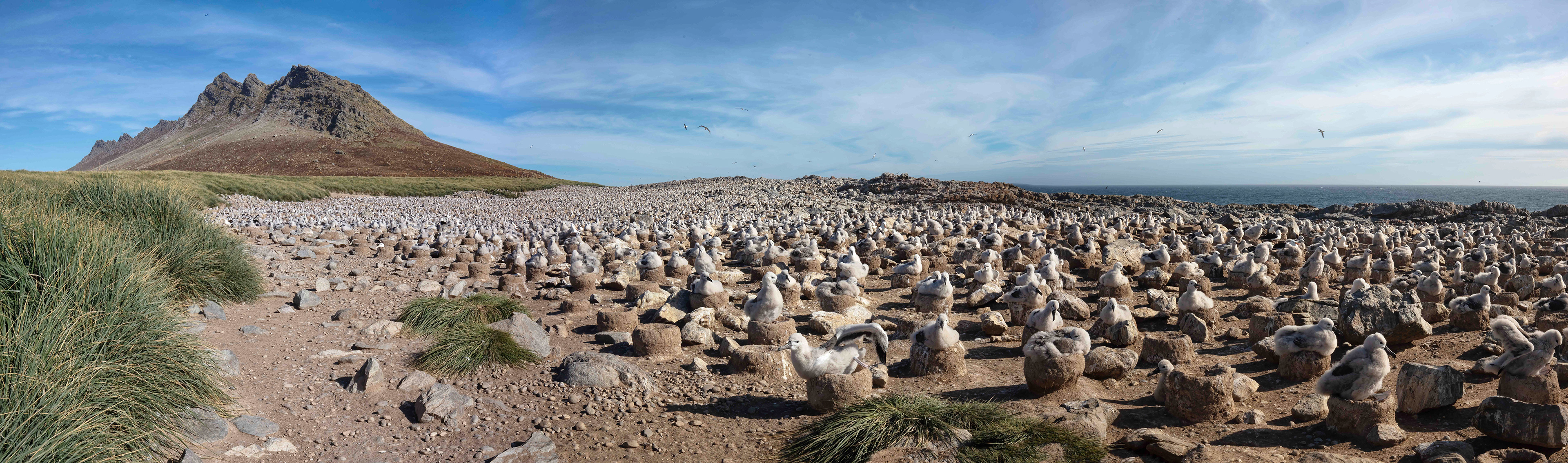Chicks on their nests in the huge Black-browed Albatross colony on Steeple Jason - Falklands
