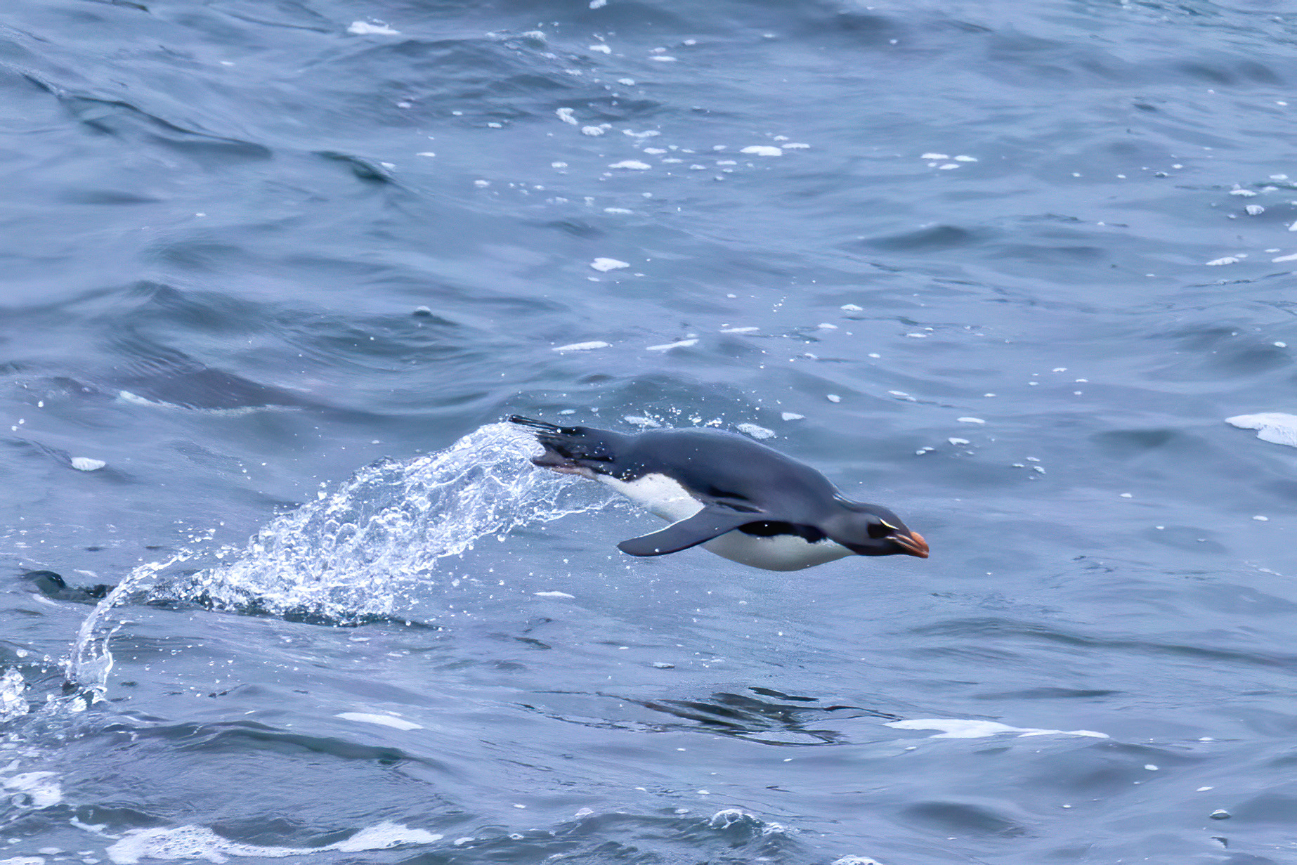 Southern Rockhopper porpoising in to shore - Falklands 