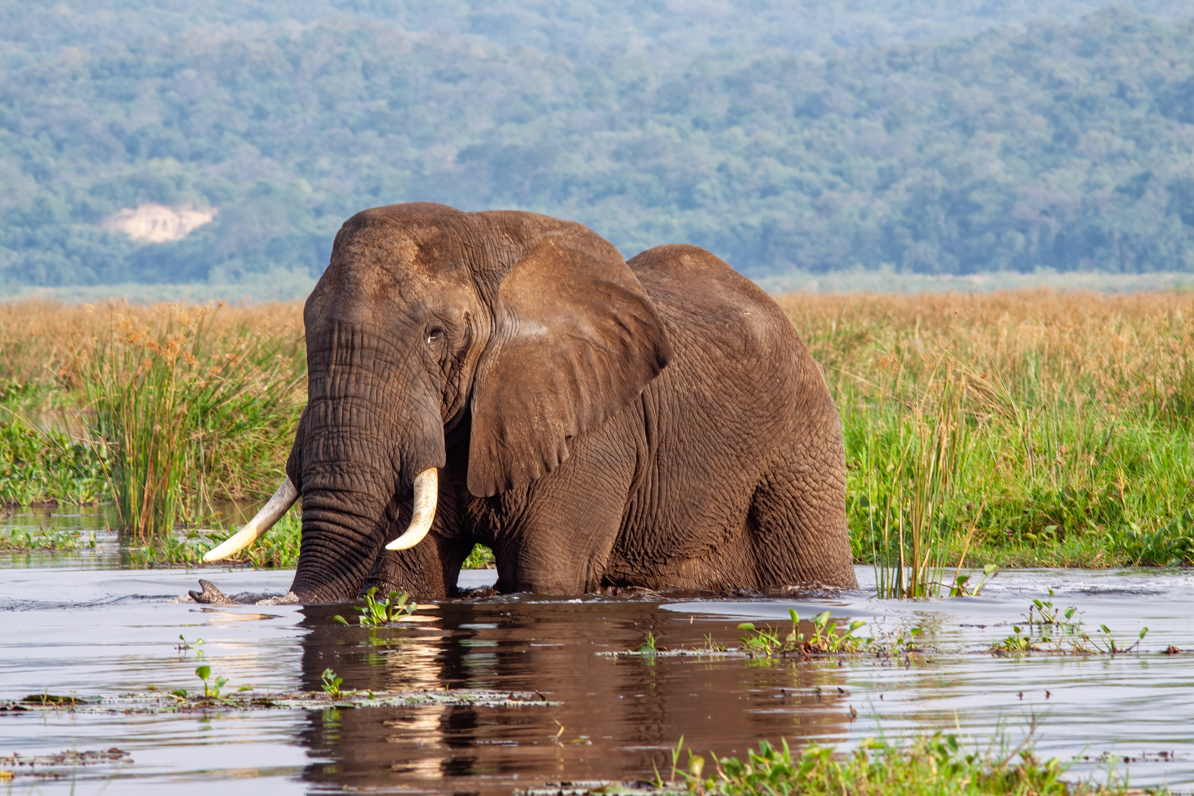 Bull Elephant near Murchison Falls, Uganda - RM