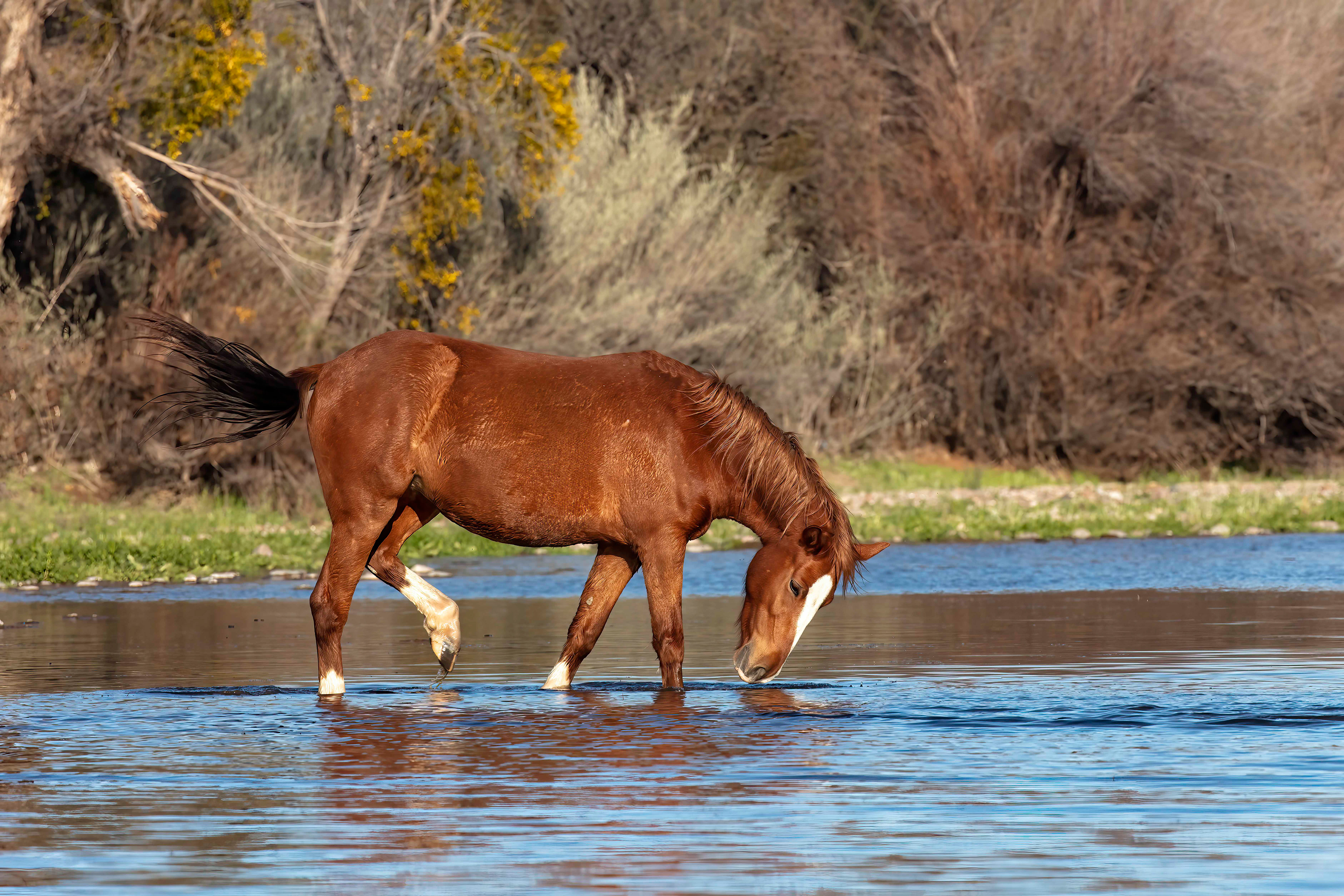 Wild Horse crossing the Salt River