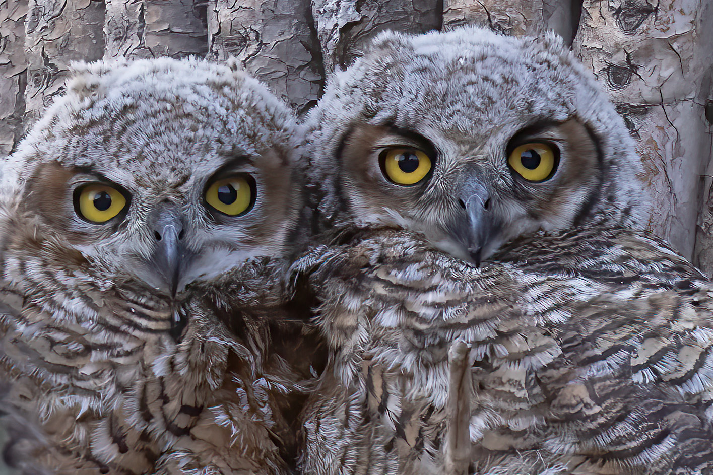 Great-horned Owlets