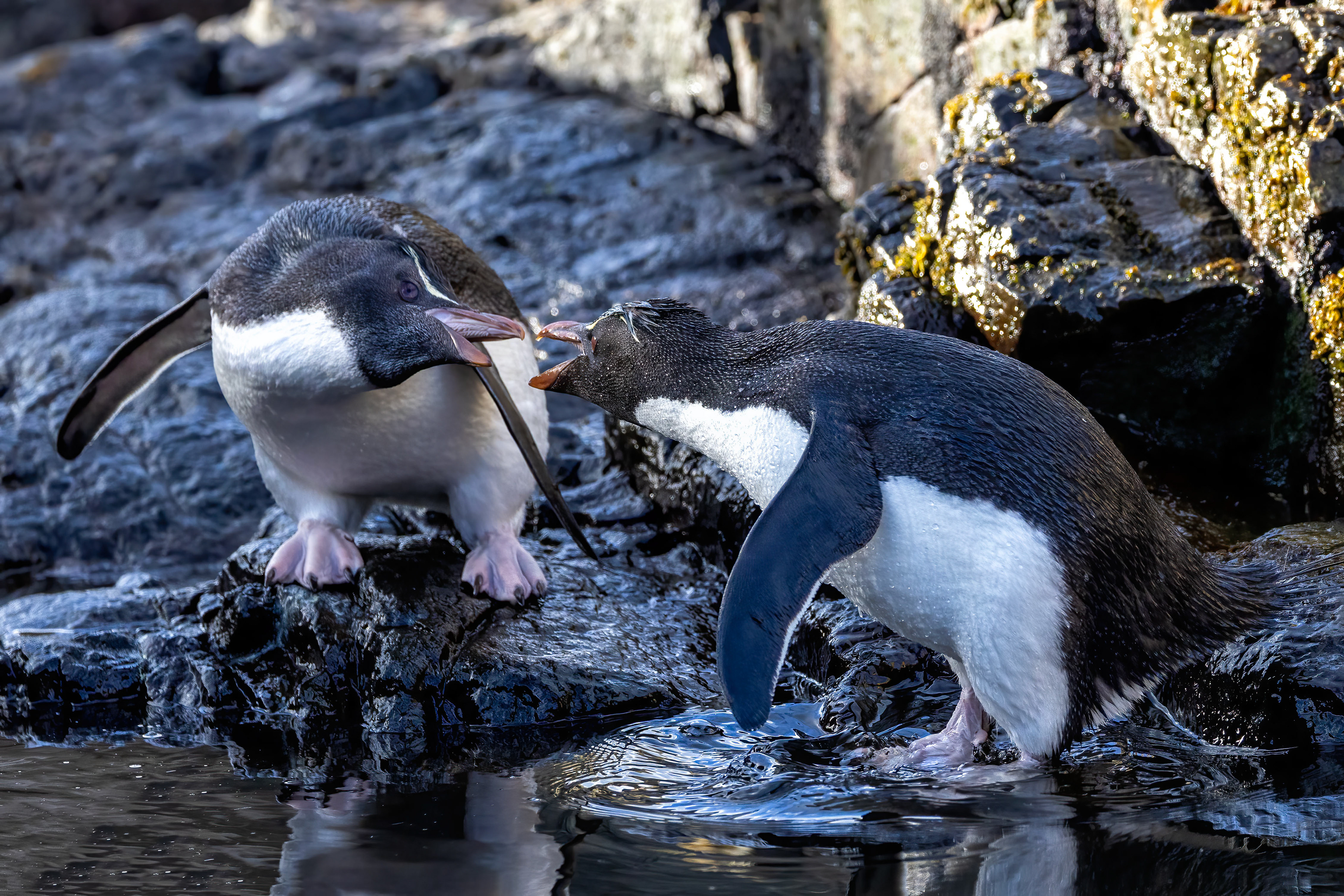 Squabbling Southern Rockhoppers - Falklands - RM