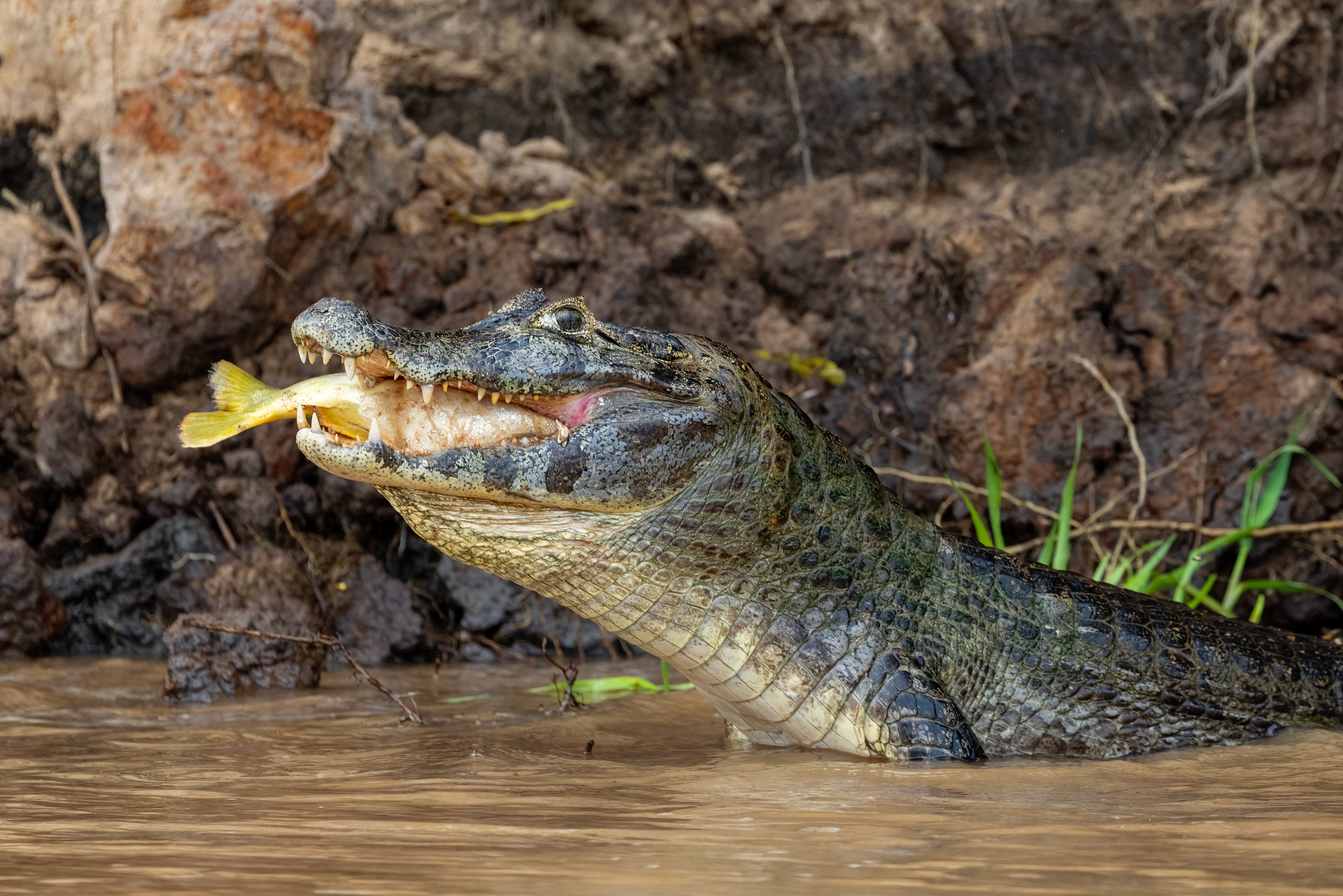 Caiman struggling to swallow a huge fish