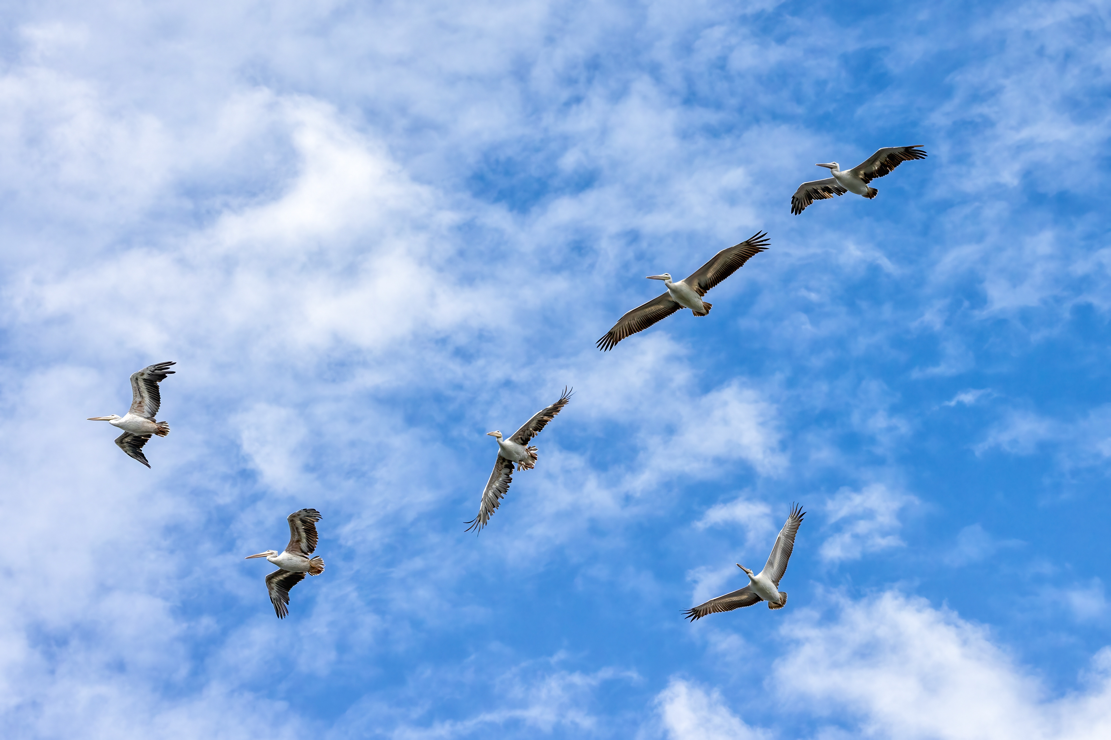 Great White Pelicans flying over Lake Albert - Uganda - RM