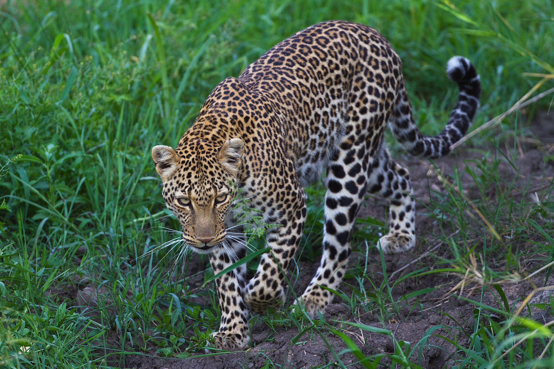 Leopard on the hunt - Masai Mara