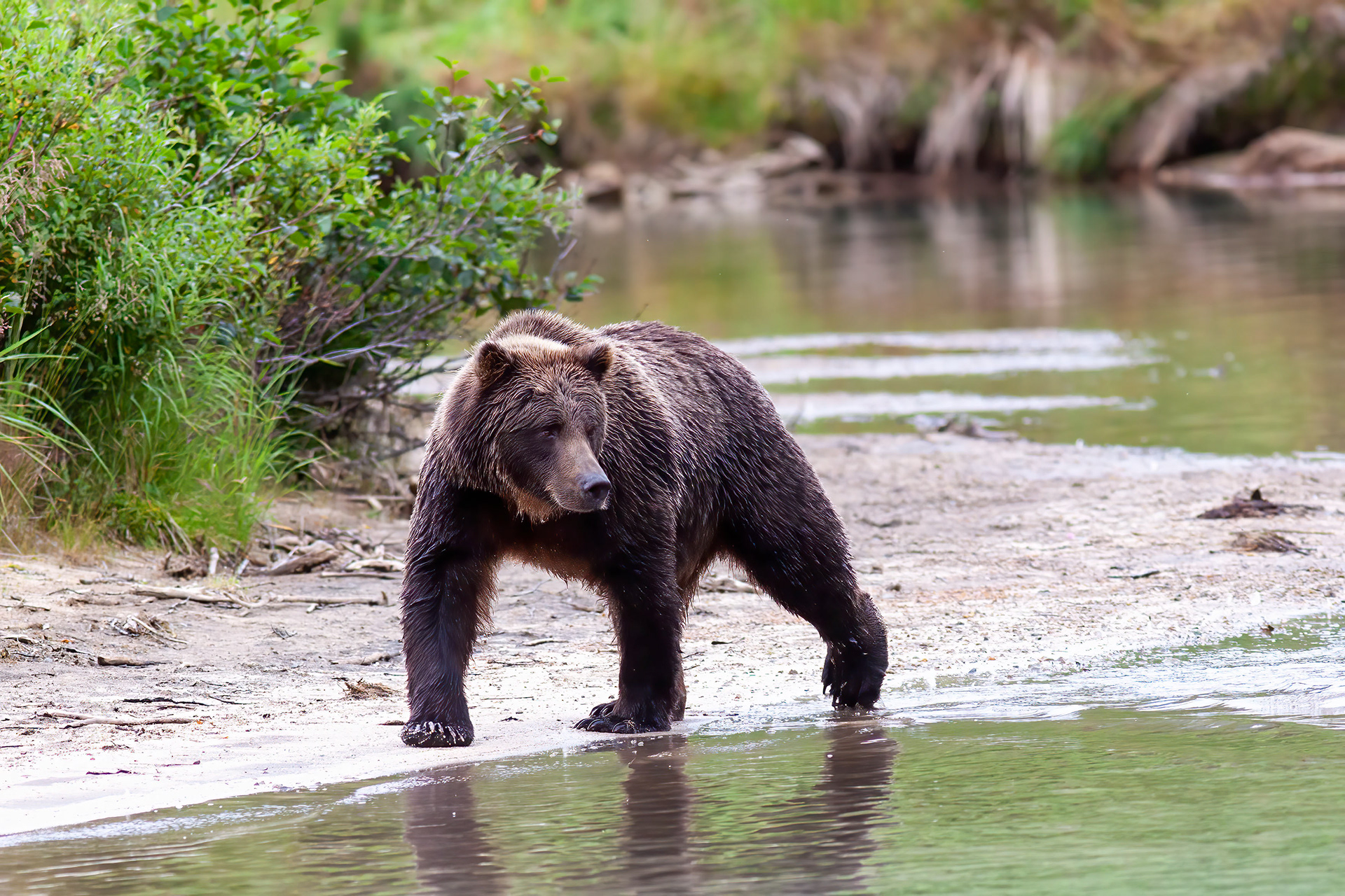 Grizzly Bear following Salmon up a coastal stream - Katmai Alaska - RM