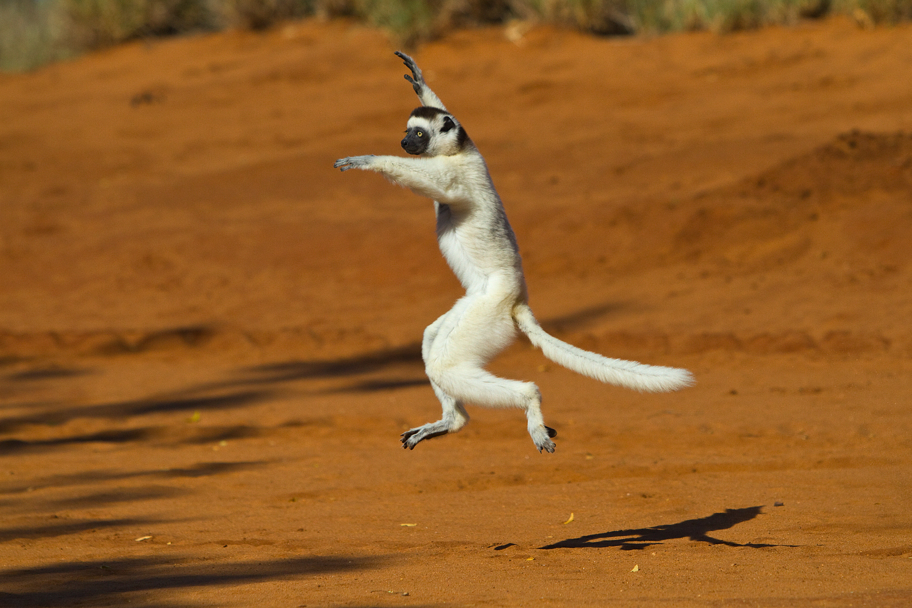 Verreaux's Sifaka - berenty