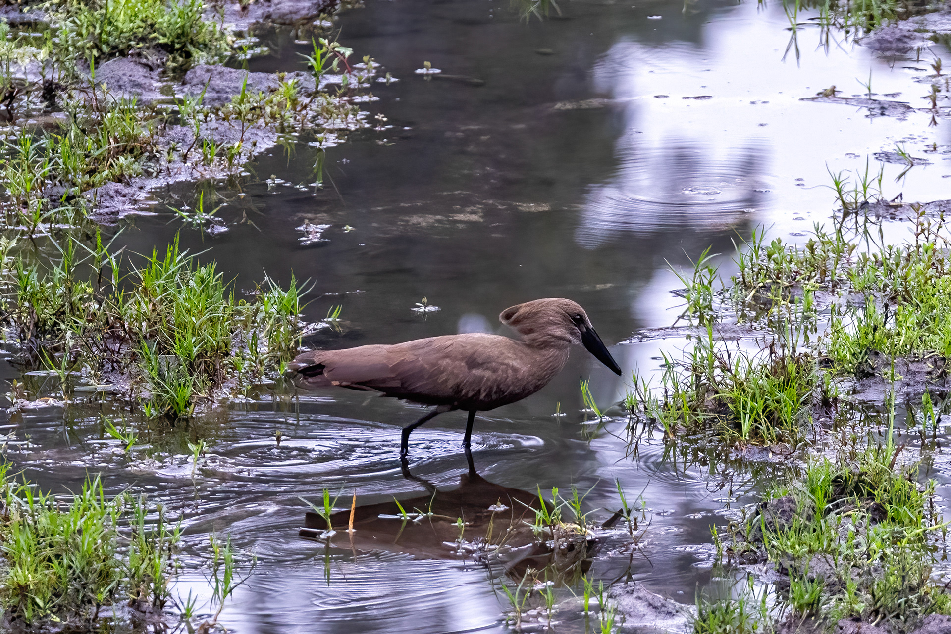 Hammerkop - Odzala, Republic of Congo - RM
