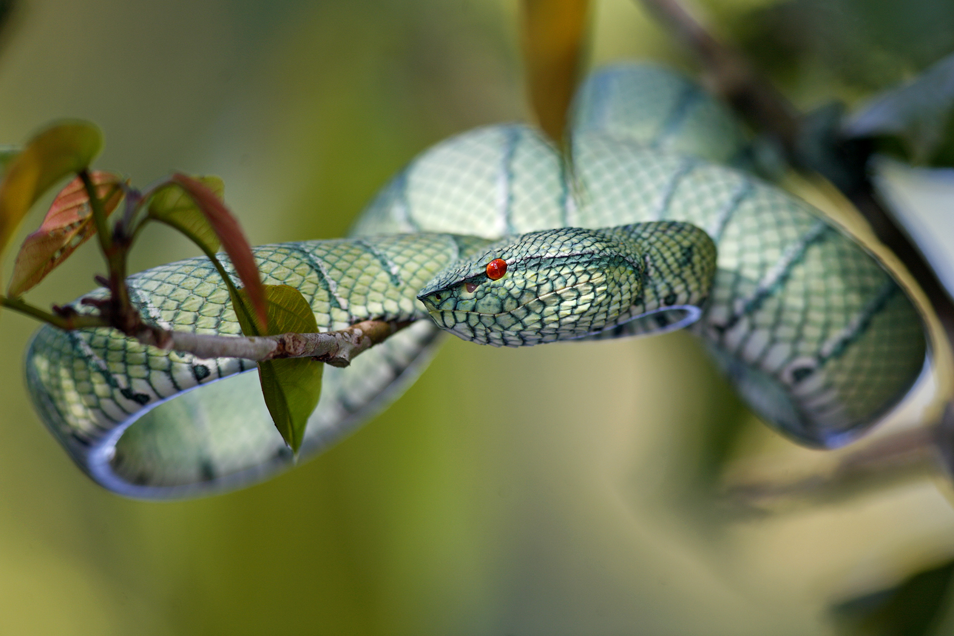 Keeled Pit Viper at the edge of the Kinabatangan River - Sabah, Malaysia