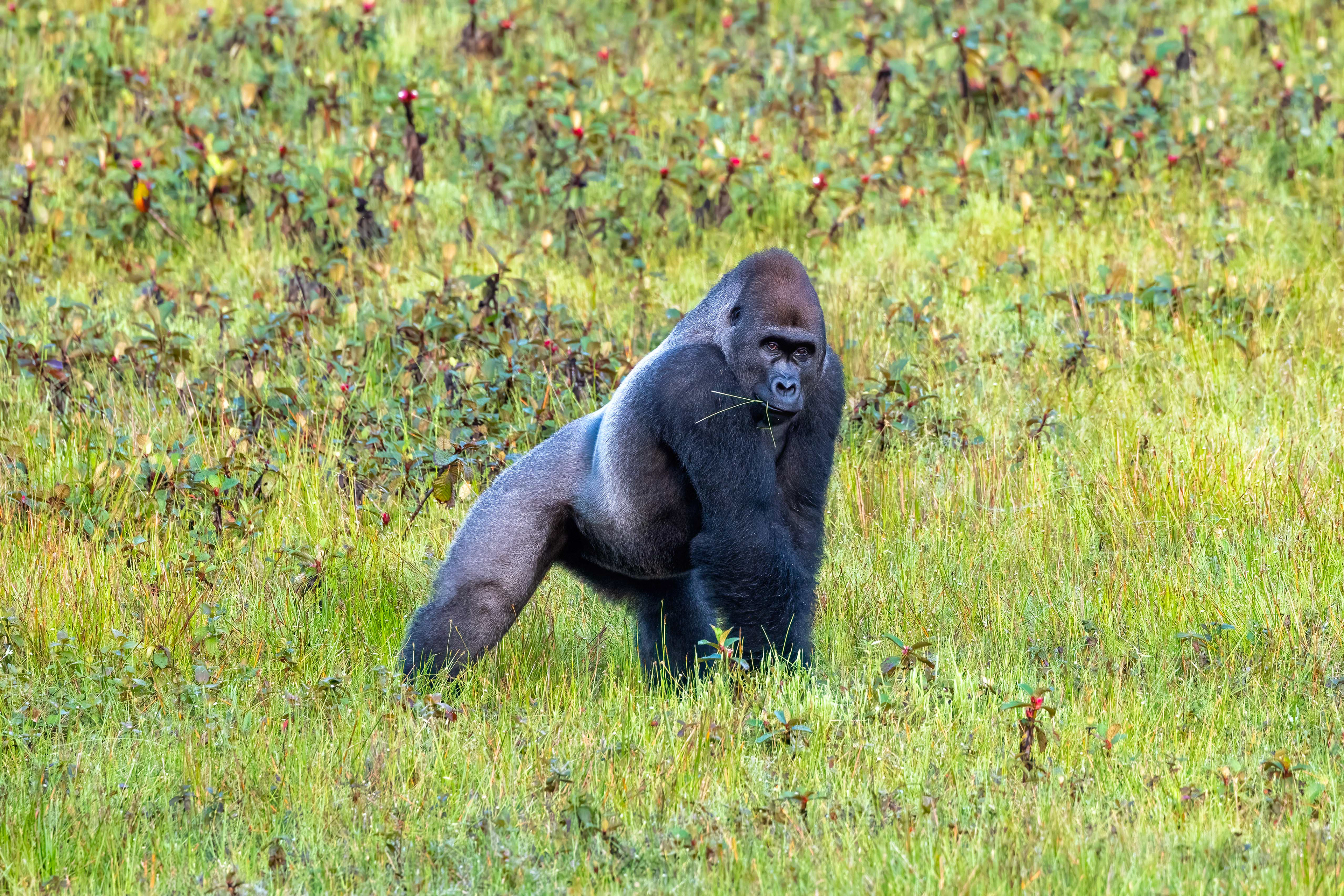 Western Lowland Silverback Gorilla - Odzala, Republic of Congo - RM