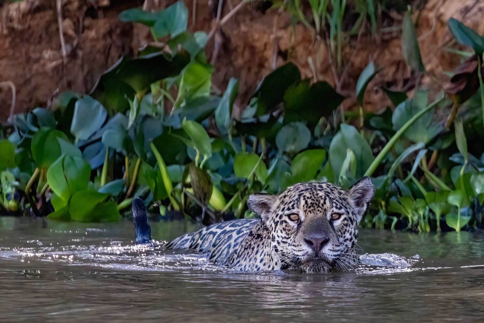 Male Jaguar