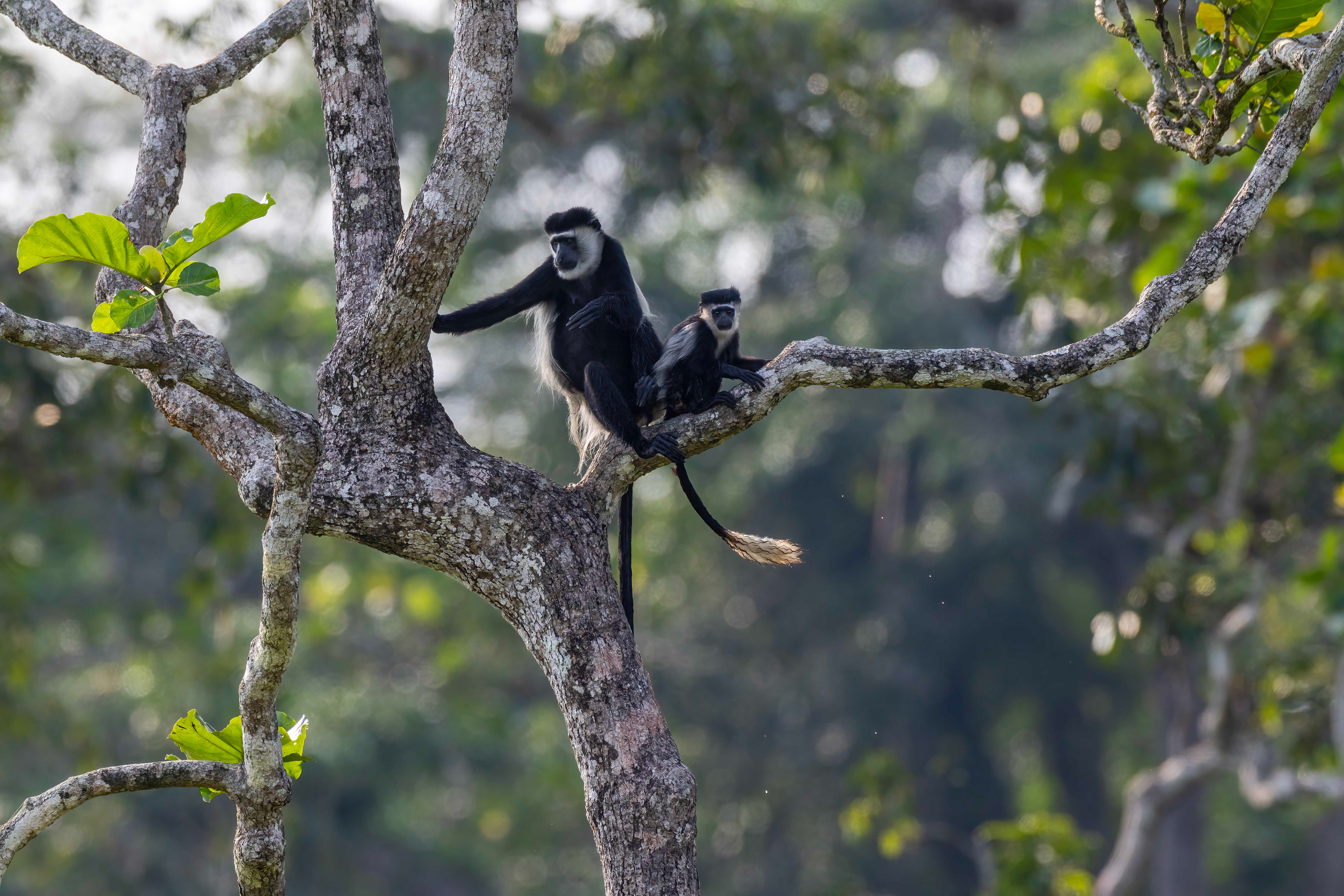 Black & White Colobus mother & baby - Odzala, Republic of Congo
