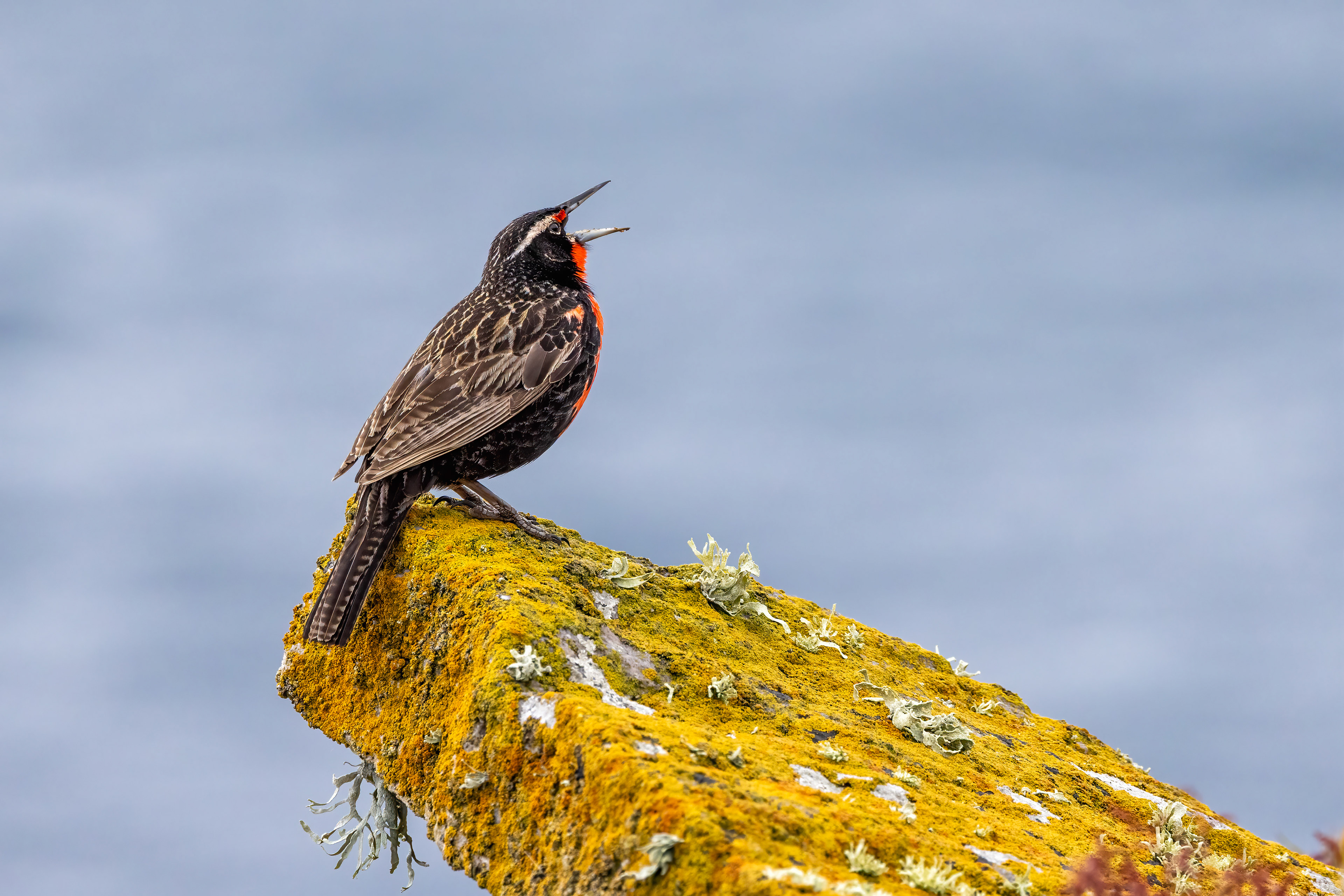 Long-tailed Meadowlark - Falklands - RM 