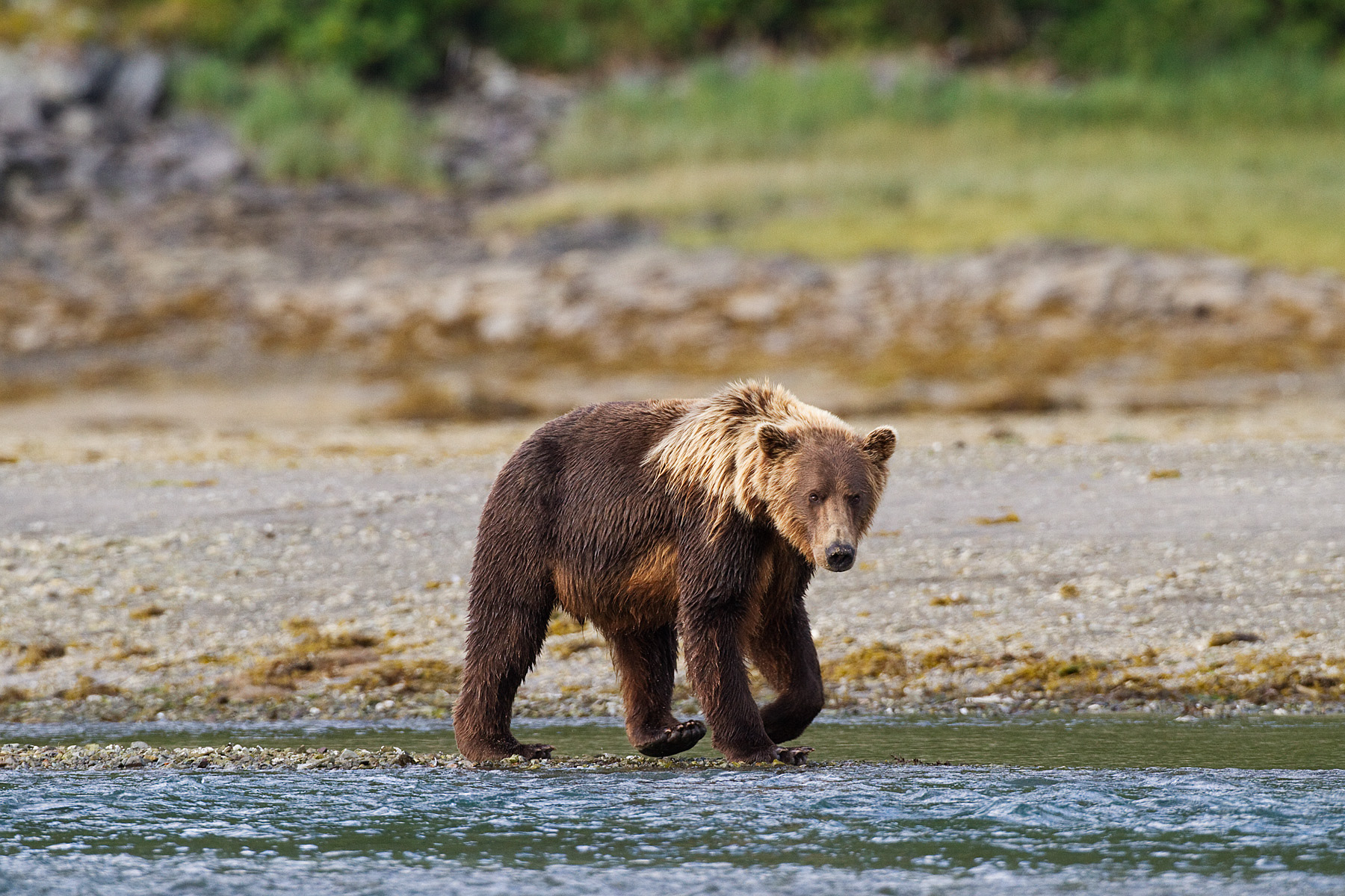 Young Grizzly Bear patrolling the shore - Katmai Alaska