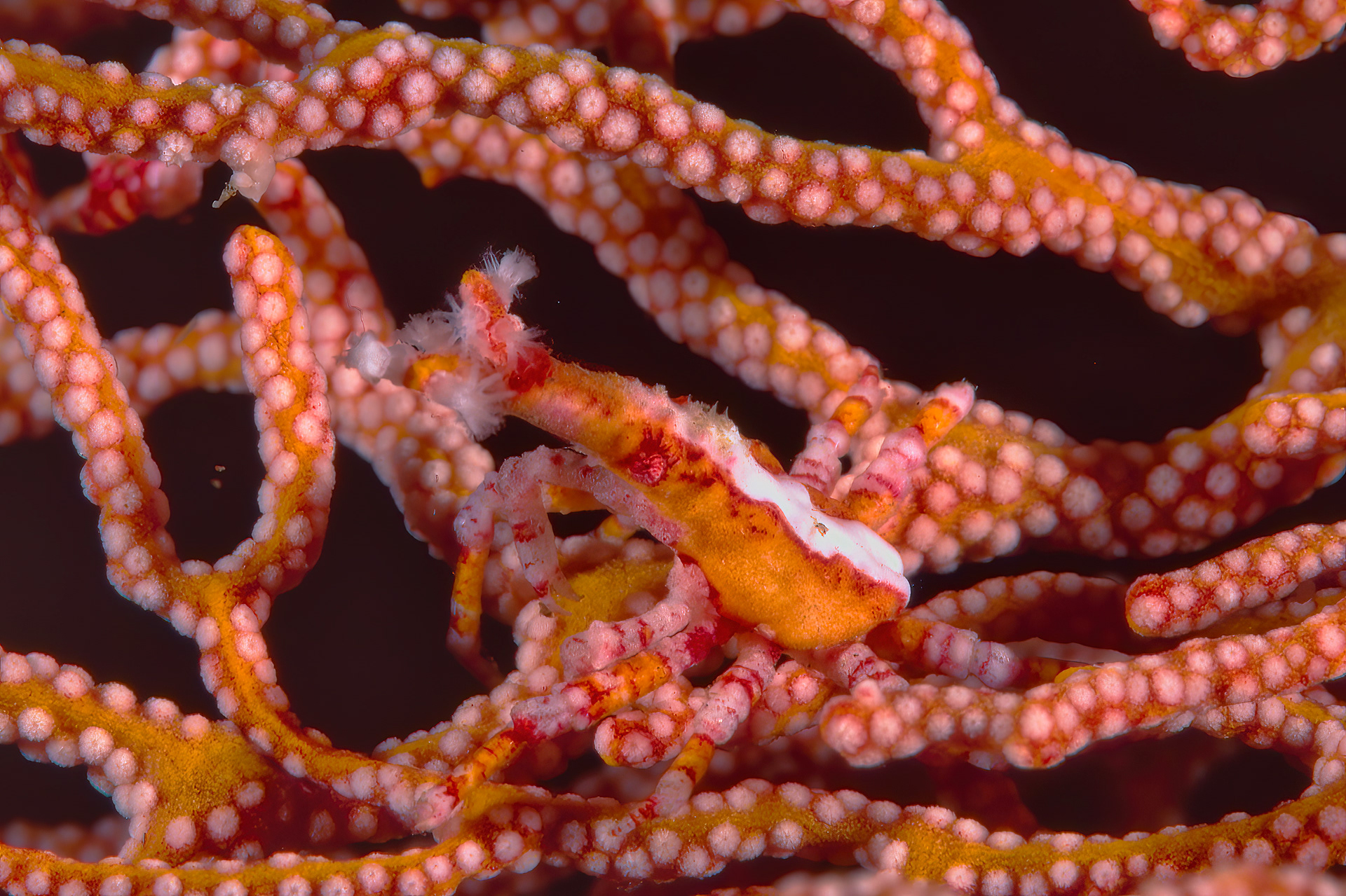 Xeno Crab - Sulawesi, Indonesia