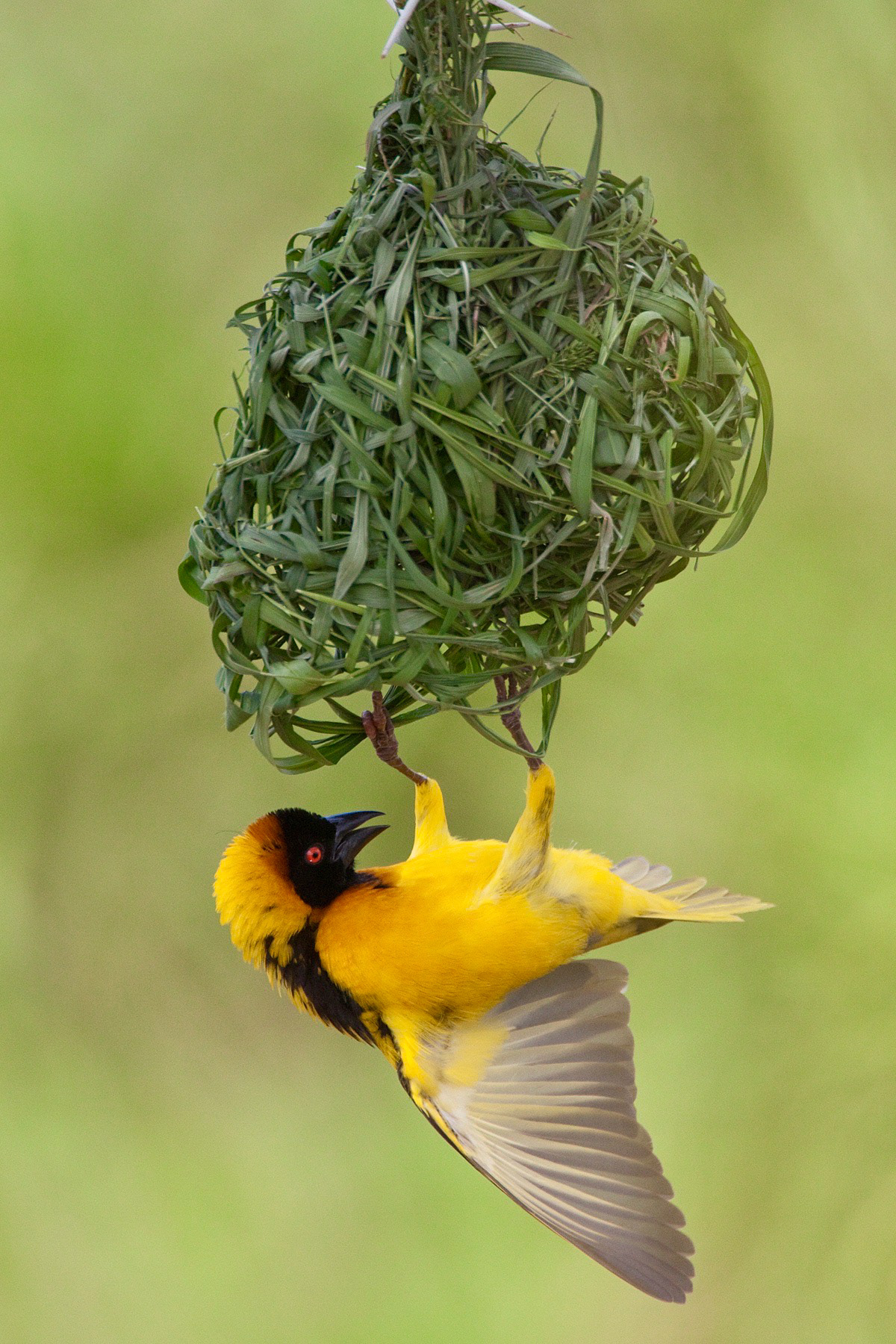 Male Black-headed Weaver completing his nest - Masai Mara
