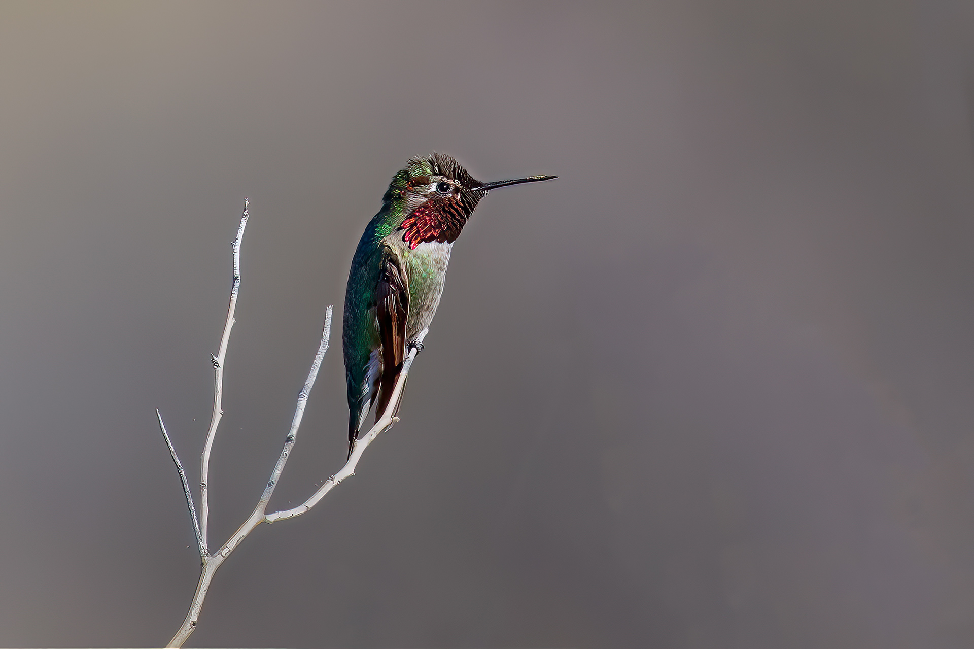 Anna's Hummingbird