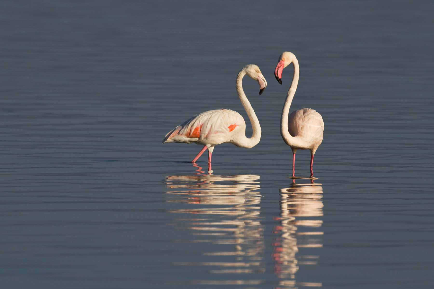 Greater Flamingos - Lake Bogoria