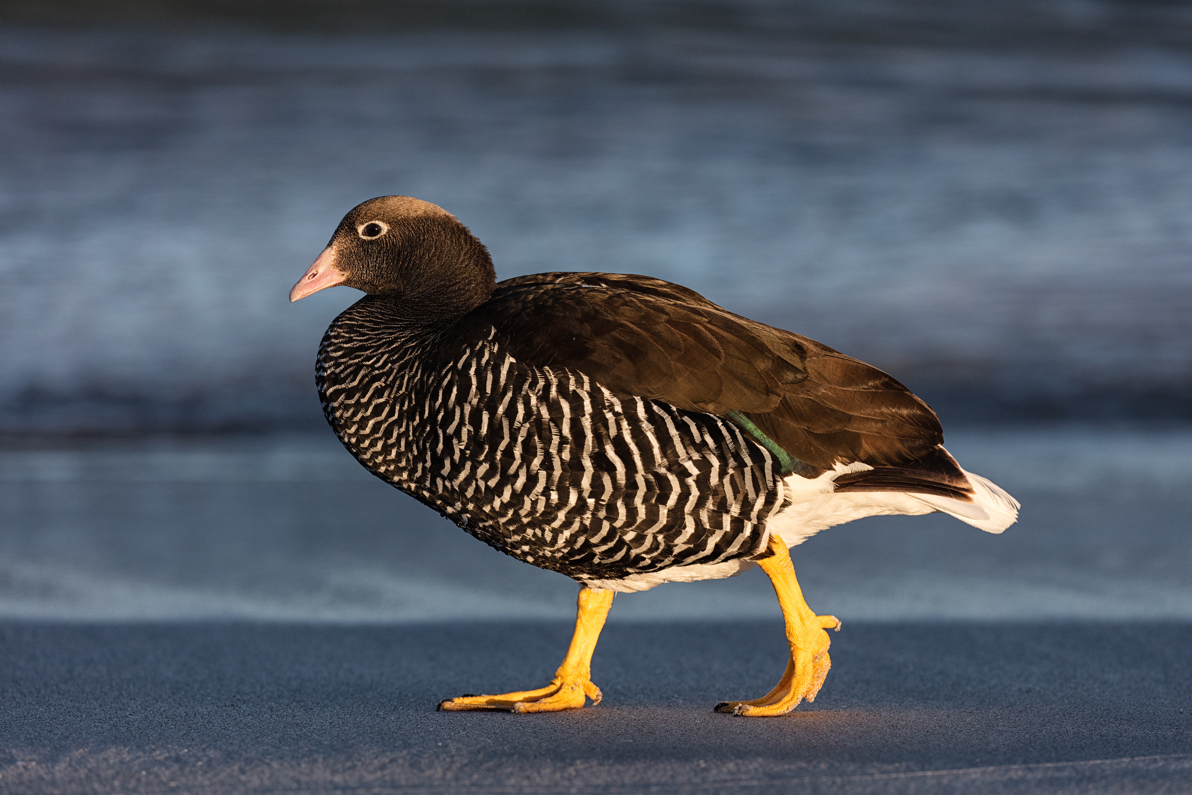 Kelp Goose - Falklands