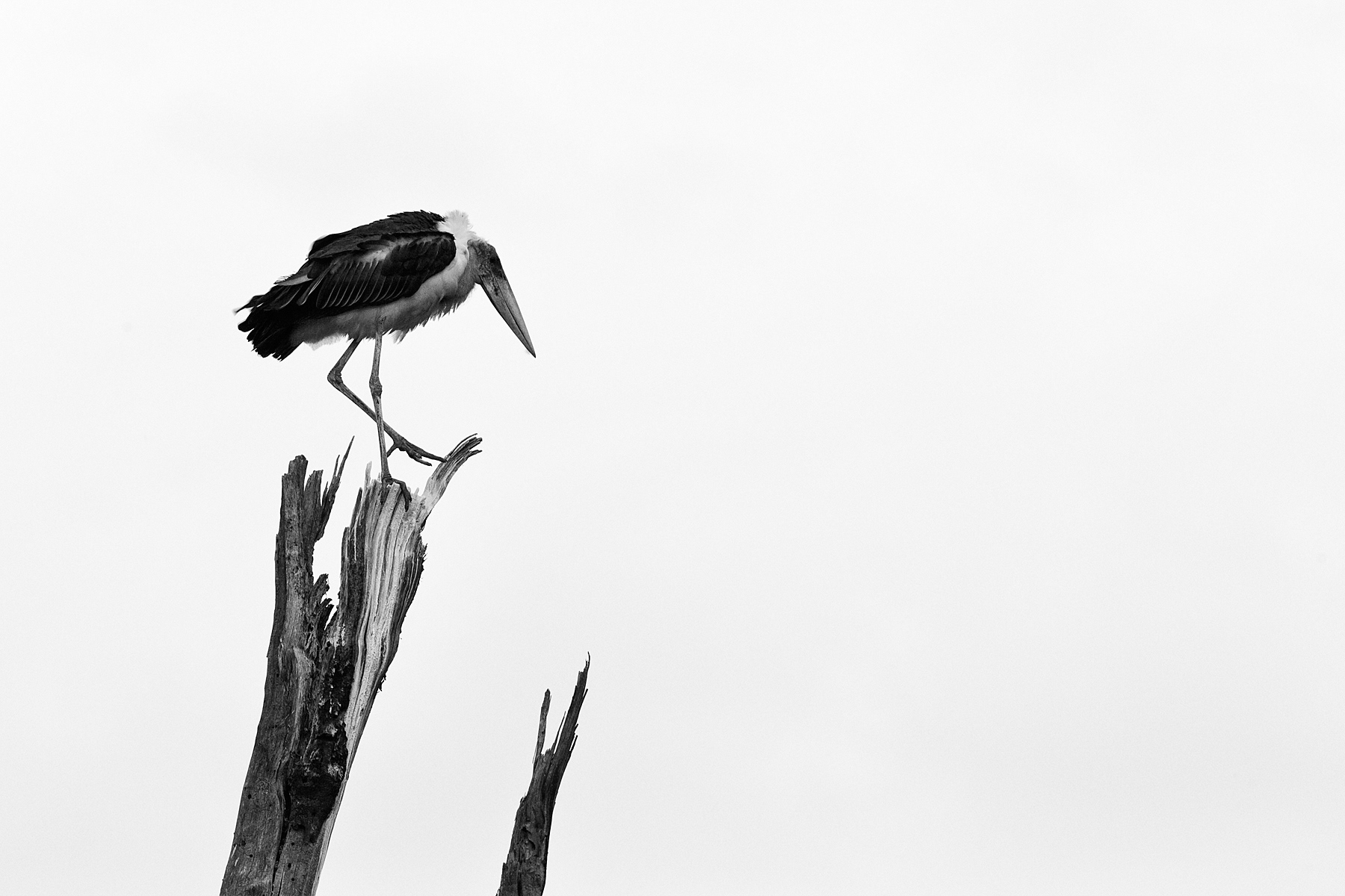 Maribou Stork - Nakuru