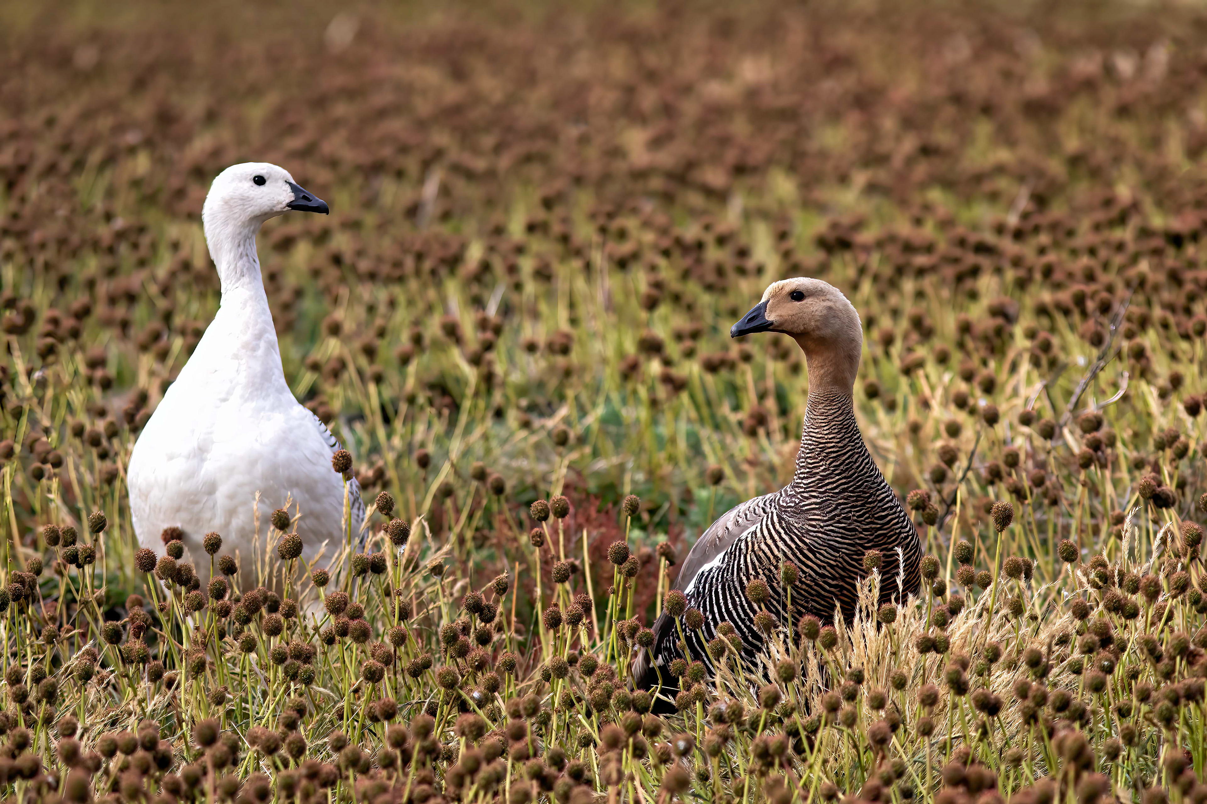 Upland Geese - Falklands - RM