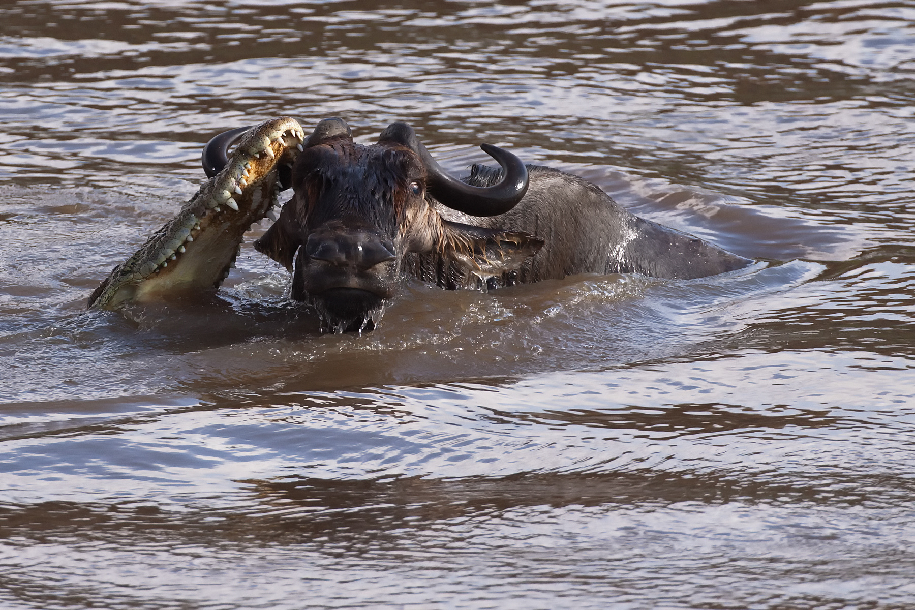Nile Crocodile attacking a Wildebeest crossing the Mara River - Masai Mara