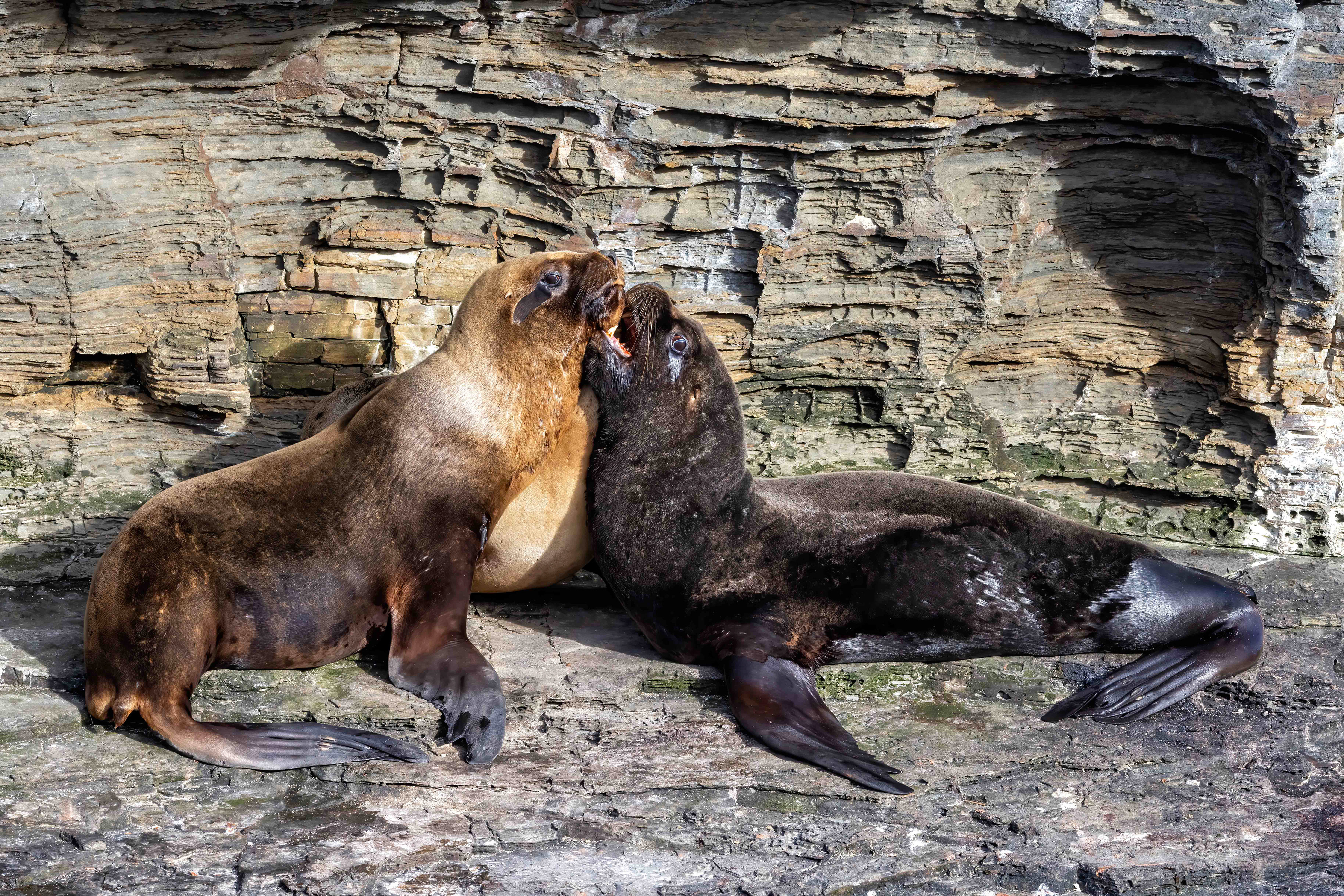 Young Southern Sealions play-fighting - Falklands - RM