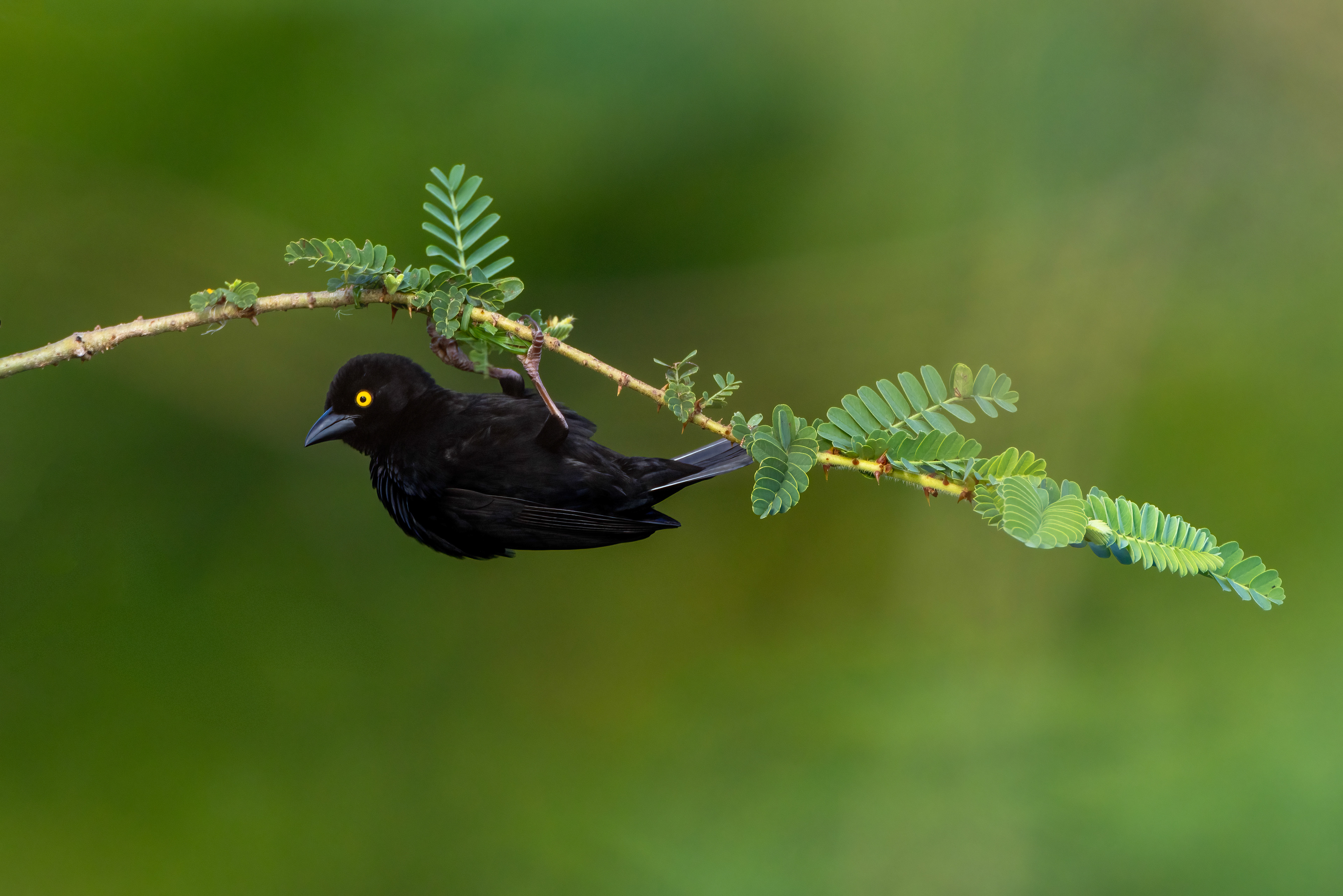Vieillot's Black Weaver - Murchison Falls National Park, Uganda