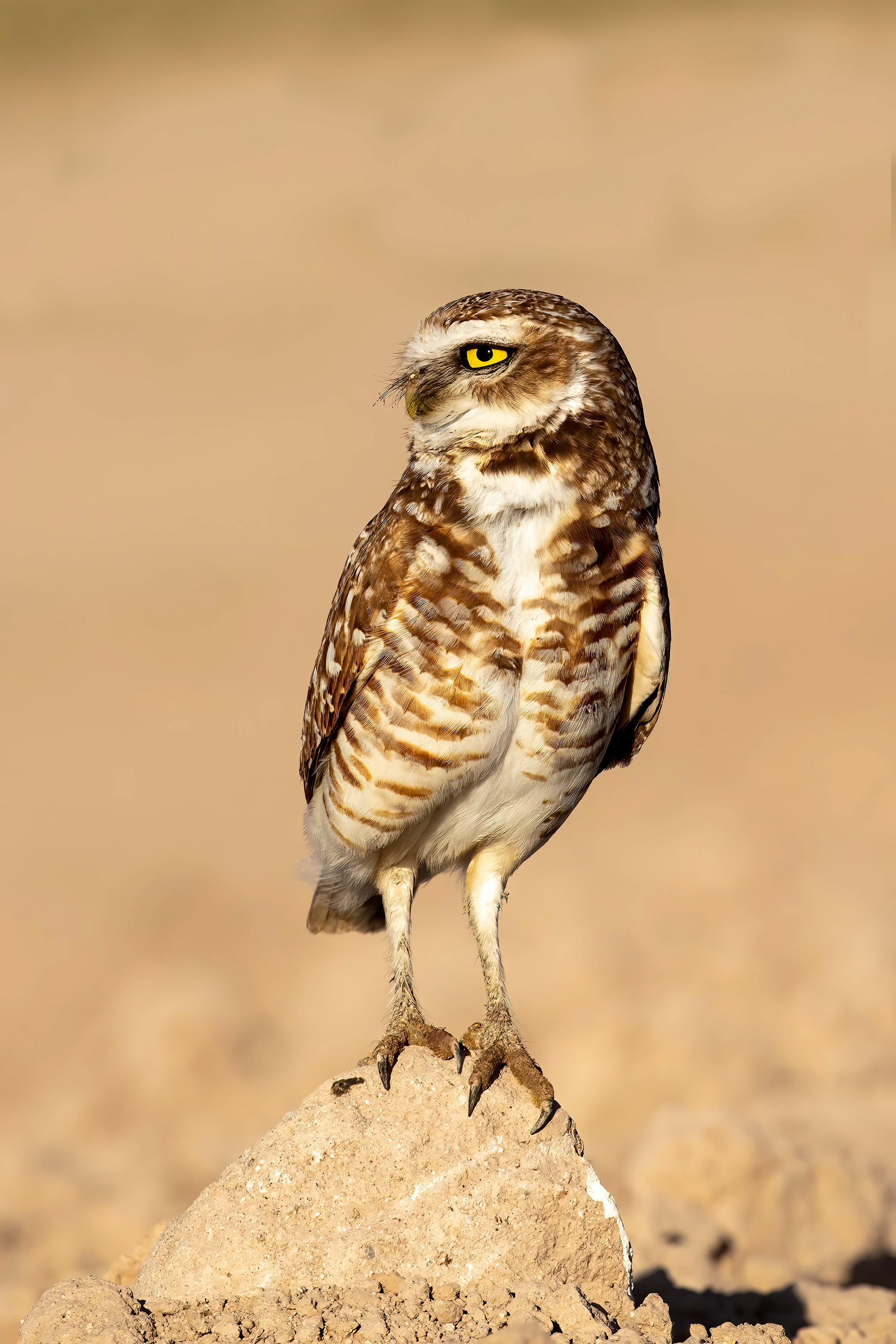 Burrowing Owl
