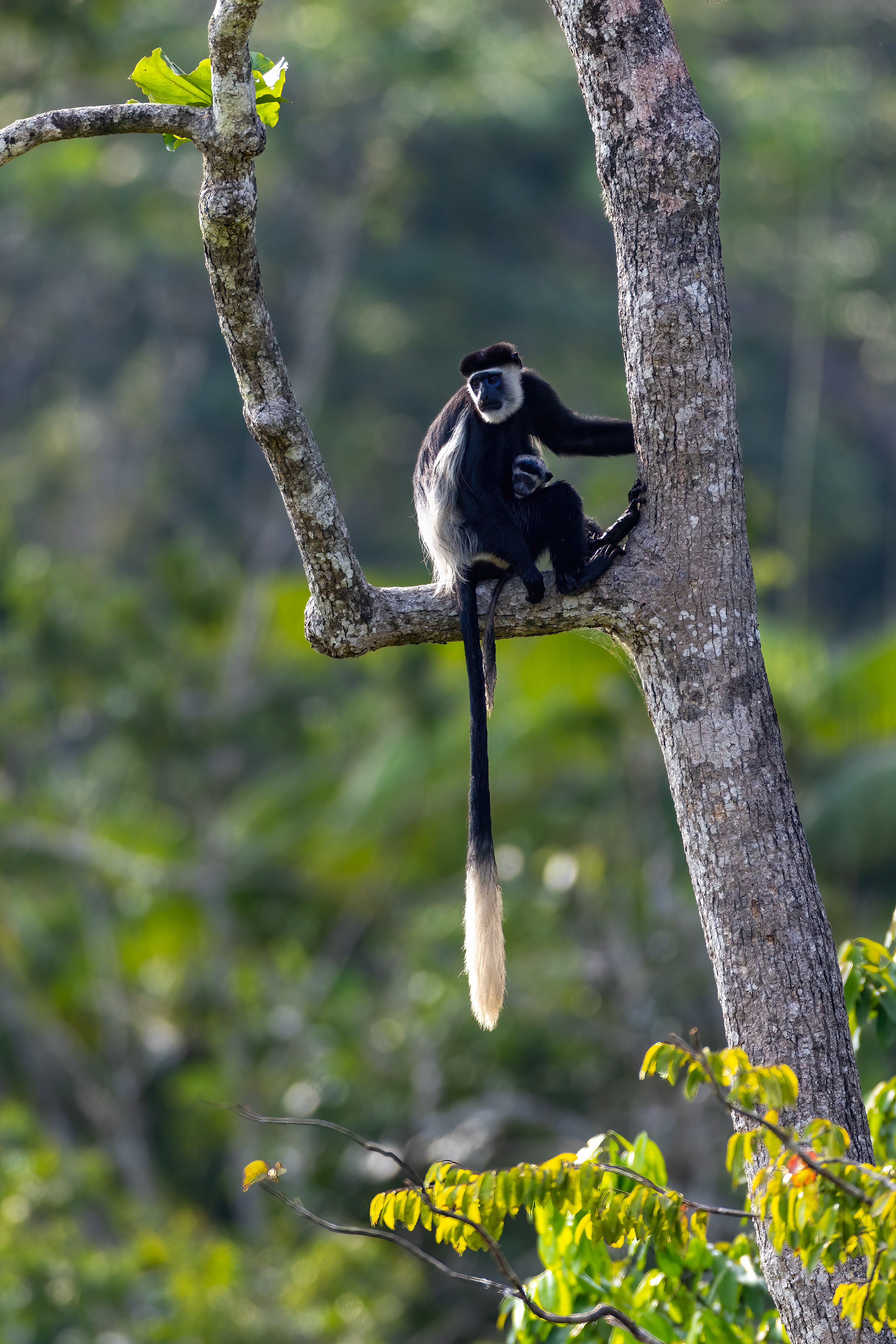 Black & White Colobus Monkey - Odzala, Republic of Congo