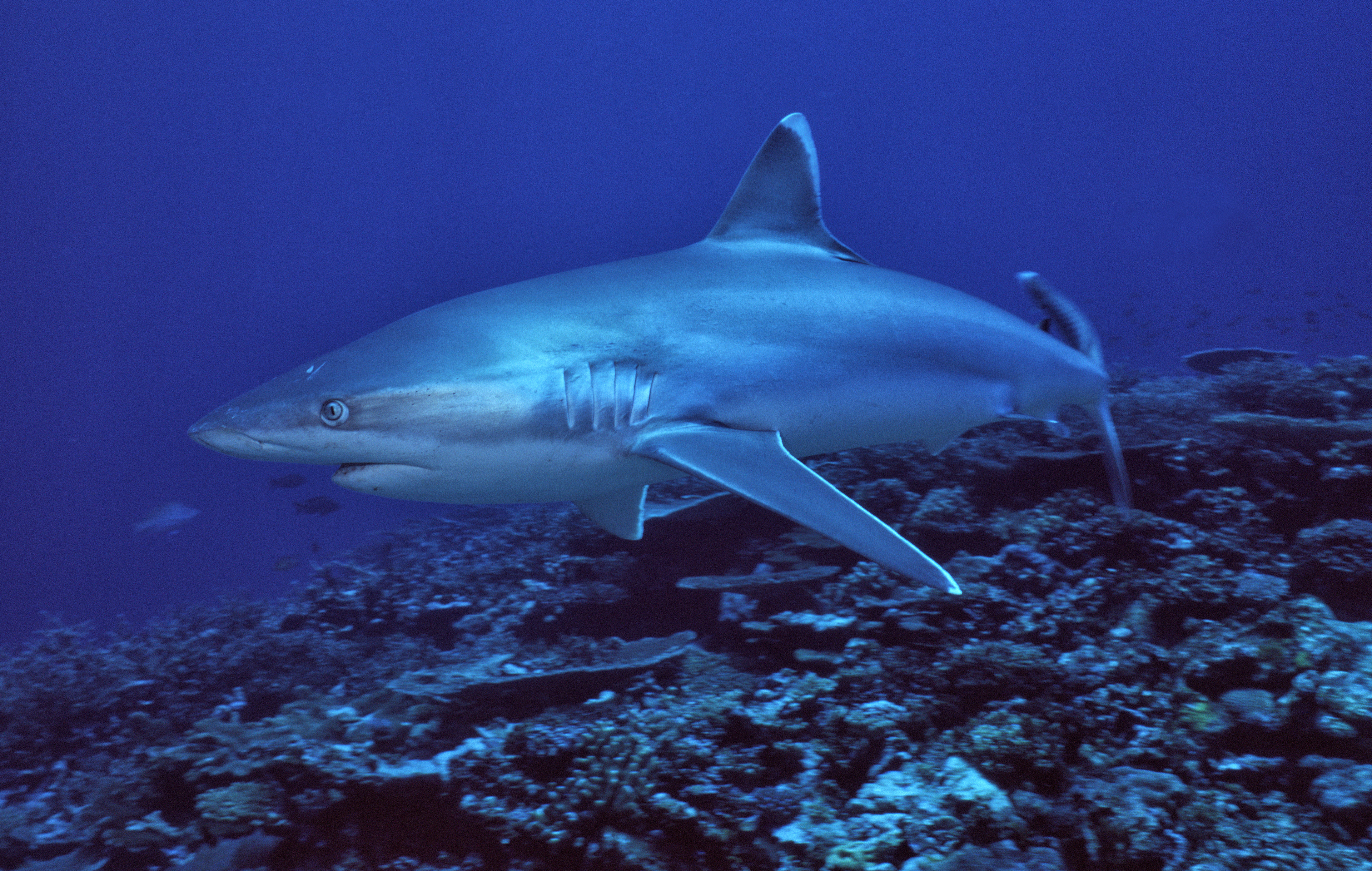 Silvertip Reef Shark - Papua New Guinea