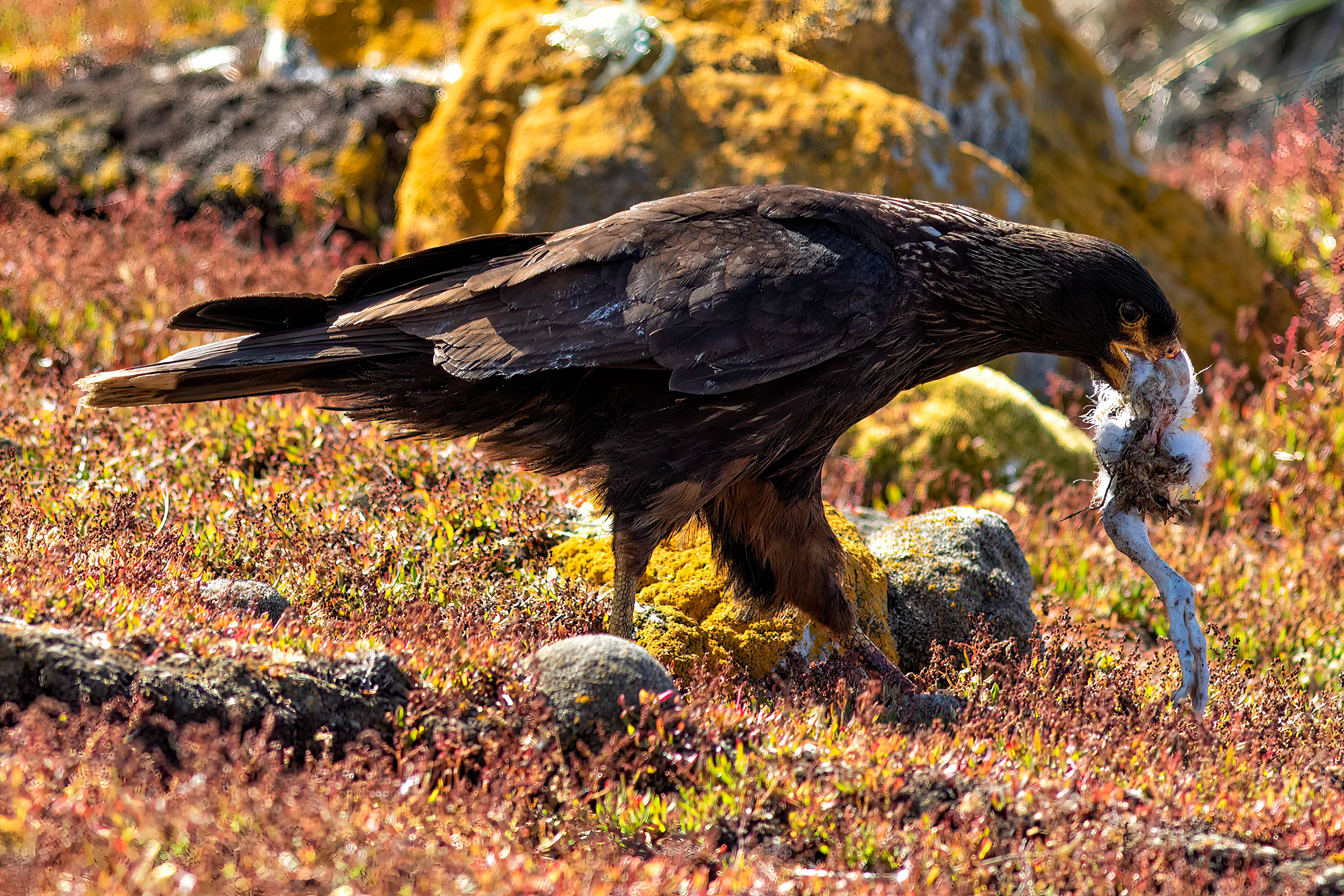 Striated Caracara bringing food to its chicks - Falklands - RM