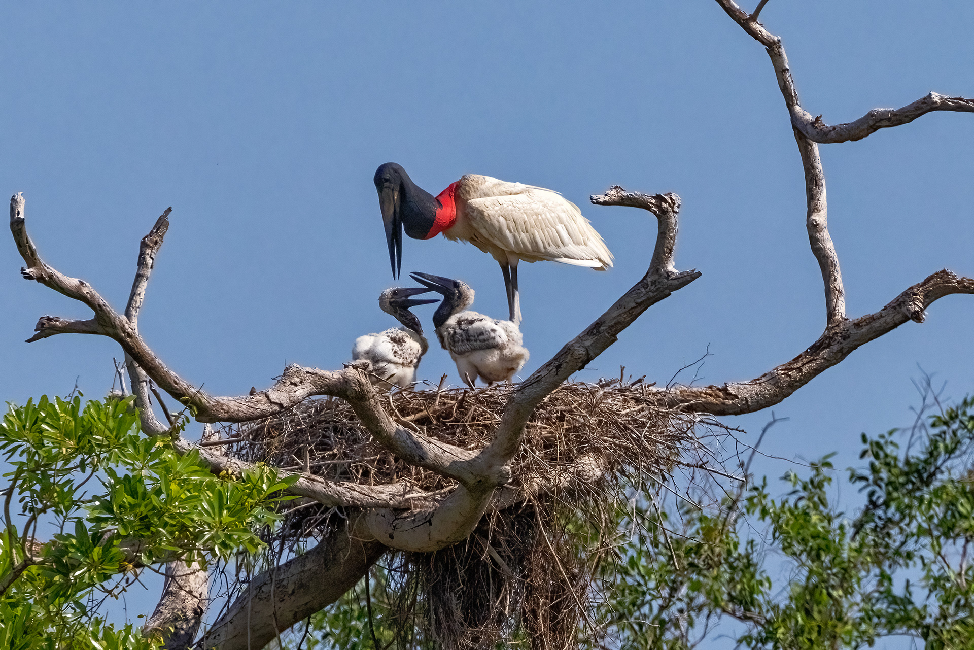 Jabiru Stork feeding its young
