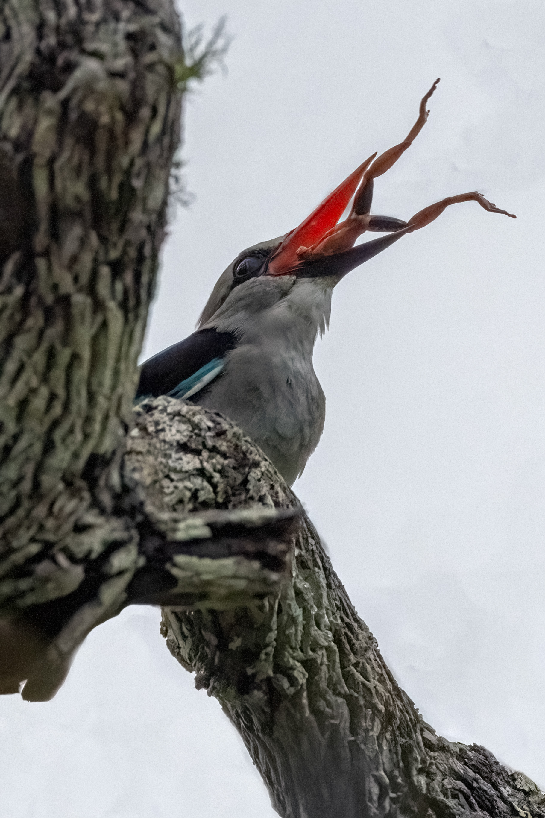 Grey-headed Kingfisher feasting on a frog - Odzala, Republic of Congo - RM