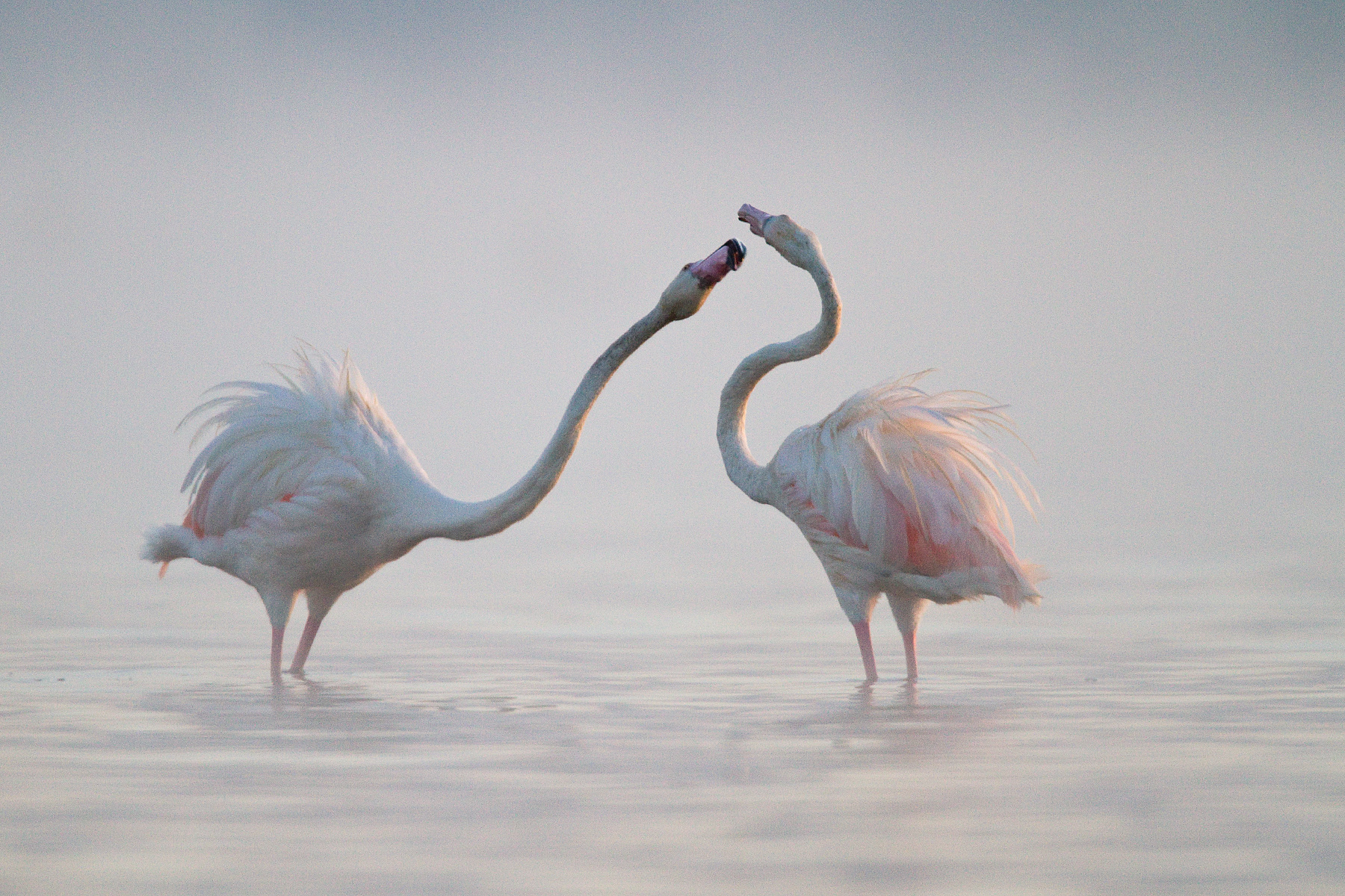 Greater Flamingos - Nakuru