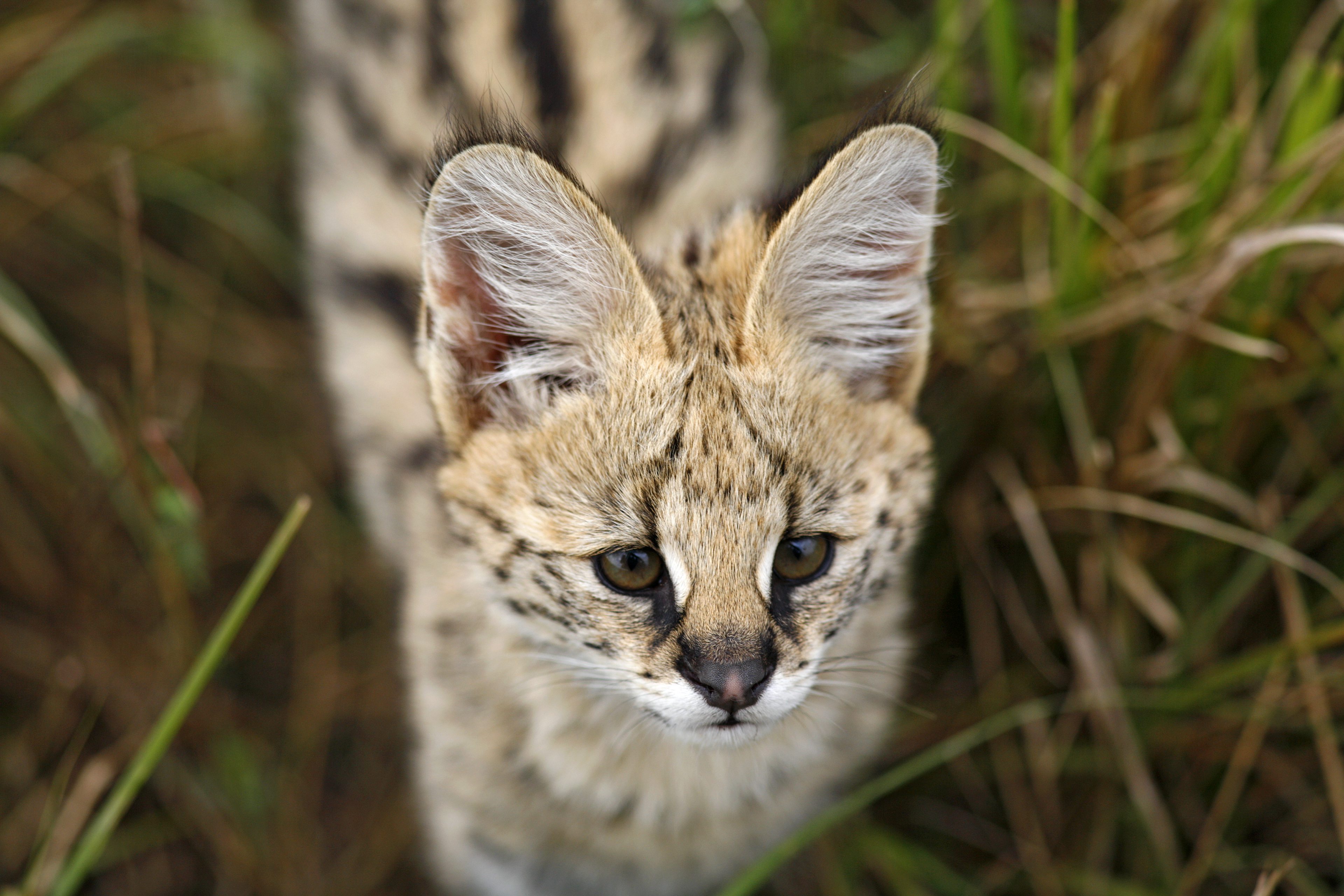 Inquisitive Serval approaching our vehicle - Masai Mara